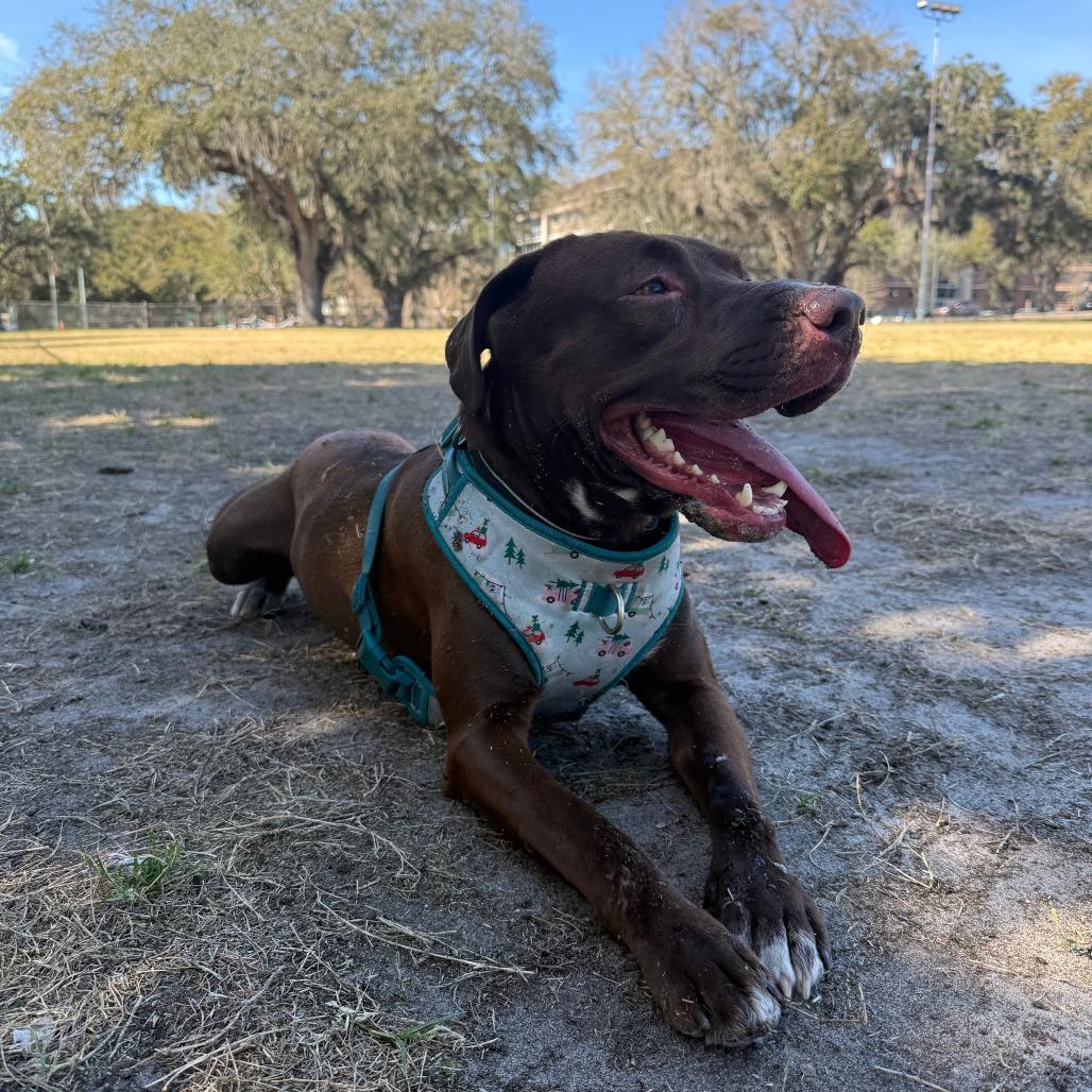Enlarge Coco, a Adoptable mixed breed in Gainesville, FL image 4/6