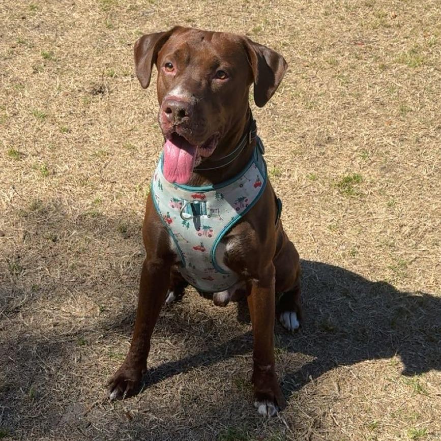 Enlarge Coco, a Adoptable mixed breed in Gainesville, FL image 5/6