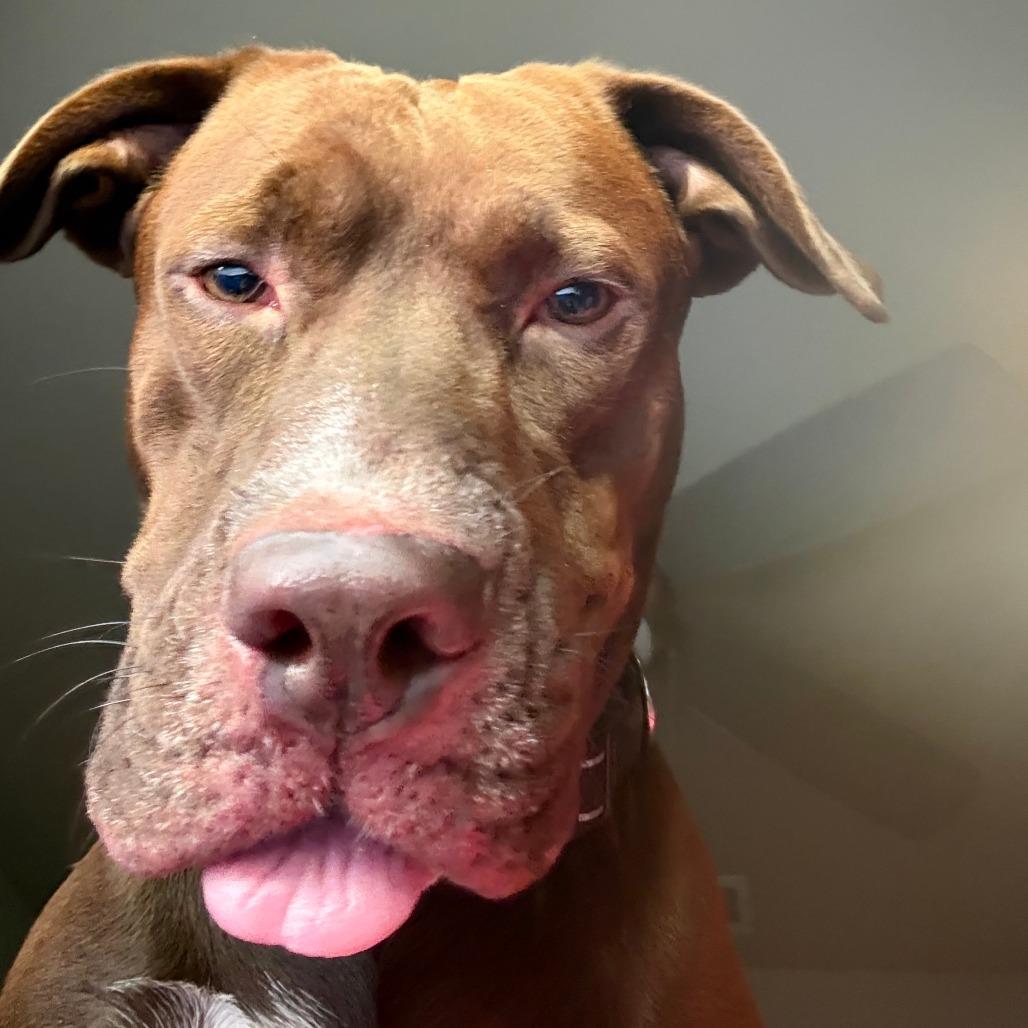 Enlarge Coco, a Adoptable mixed breed in Gainesville, FL image 6/6