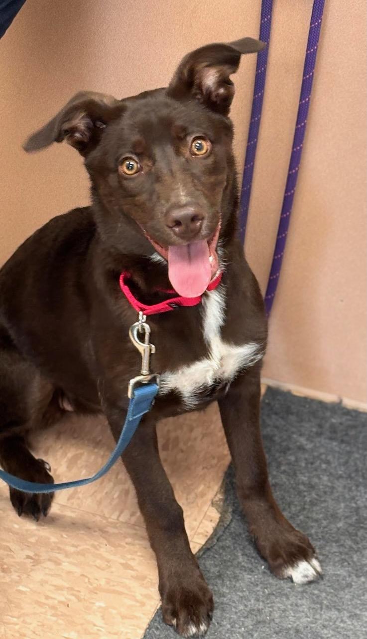 Blossom, adopted, Young Female Australian Kelpie.