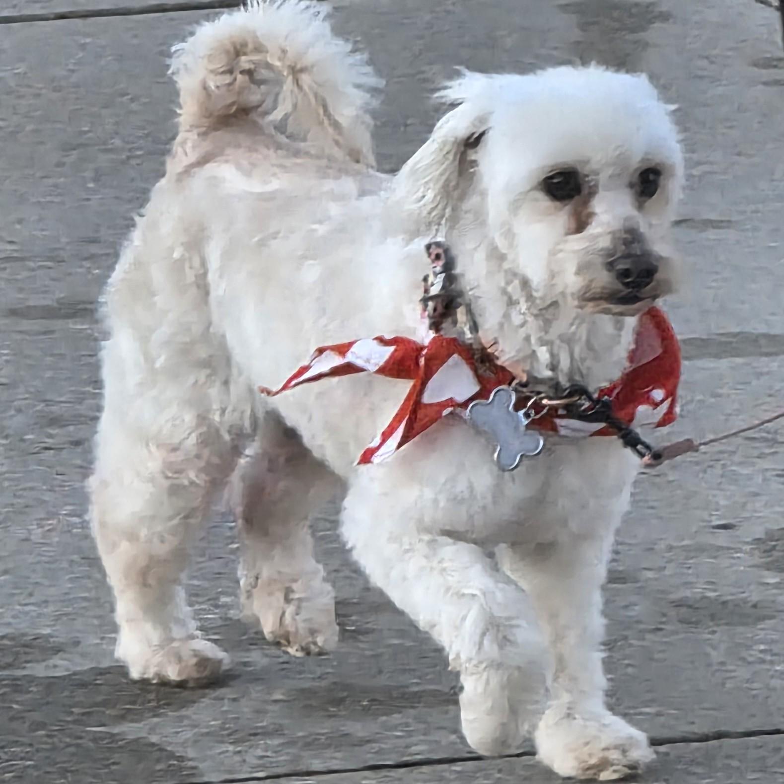 Enlarge Bella - Home Visit in Process, an adopted Maltipoo in Hartland, WI image 2/6
