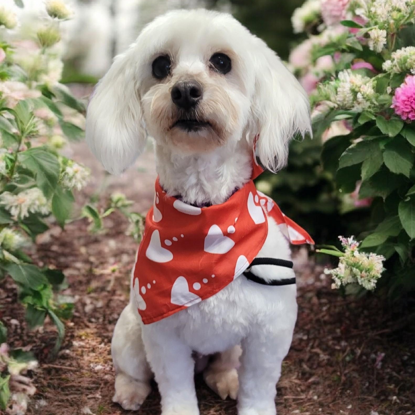 Enlarge Bella - Home Visit in Process, an adopted Maltipoo in Hartland, WI image 1/6