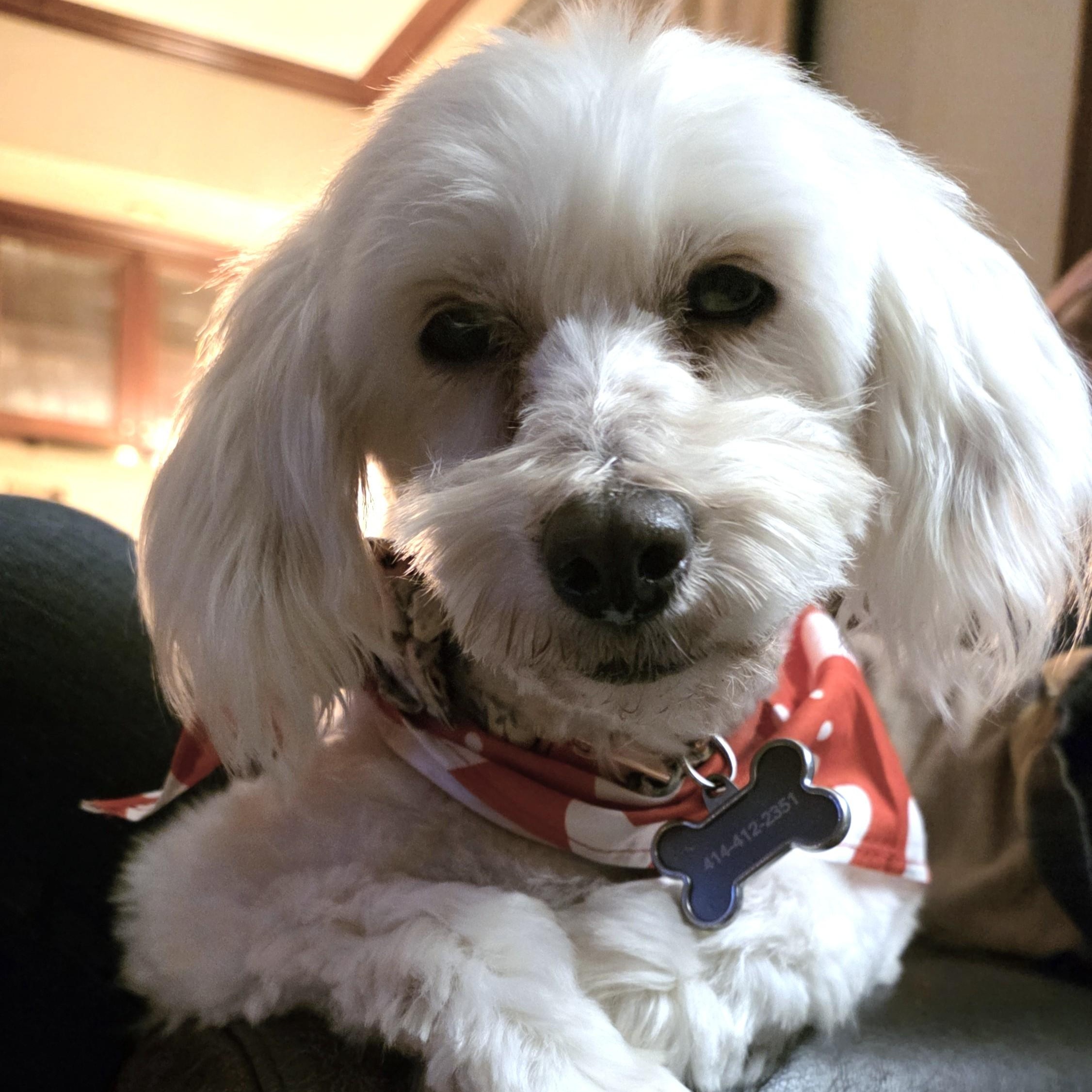 Enlarge Bella - Home Visit in Process, an adopted Maltipoo in Hartland, WI image 3/6