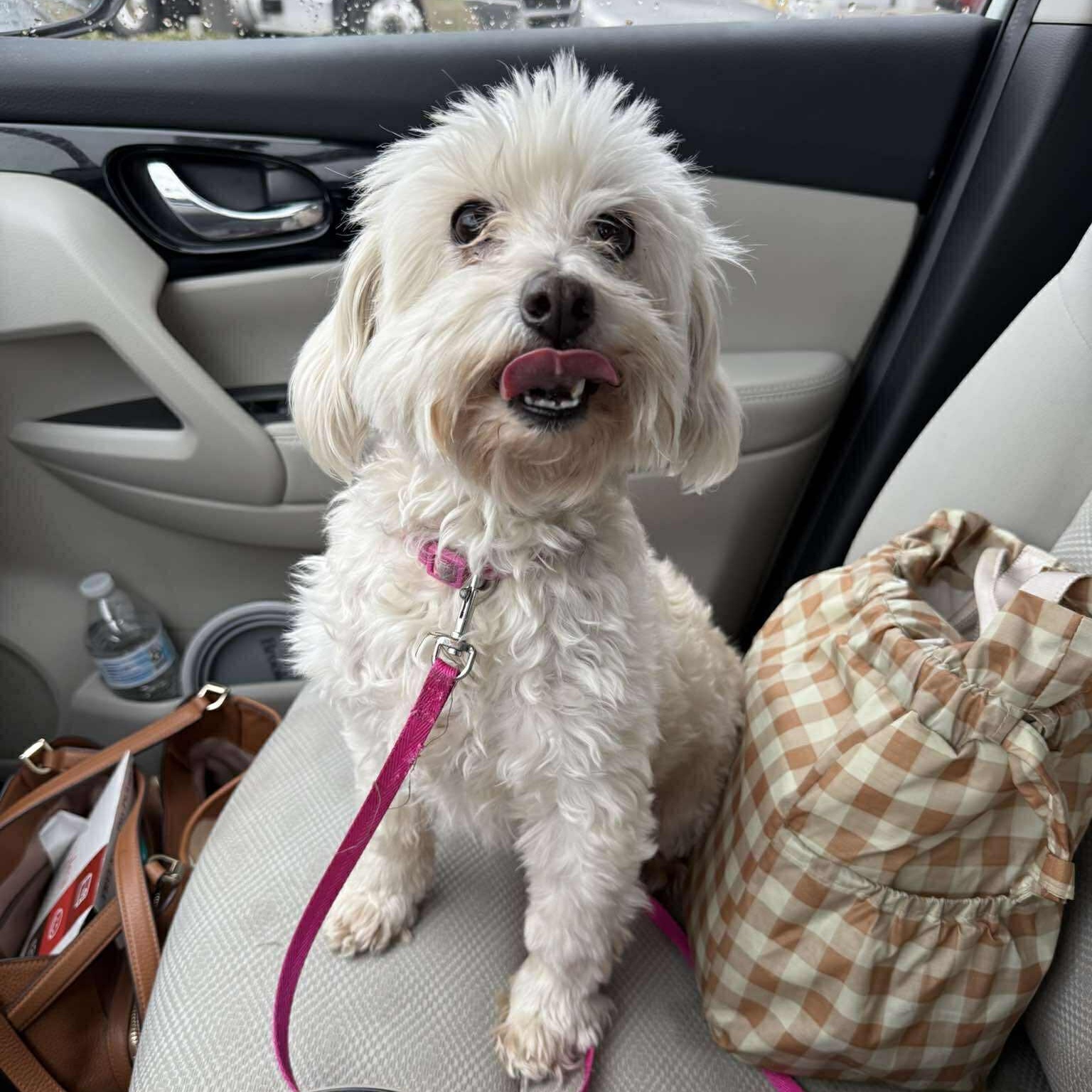 Enlarge Bella - Home Visit in Process, an adopted Maltipoo in Hartland, WI image 5/6