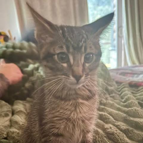 Enlarge Espresso, a Adoptable Domestic Short Hair in Los Angeles, CA image 1/1