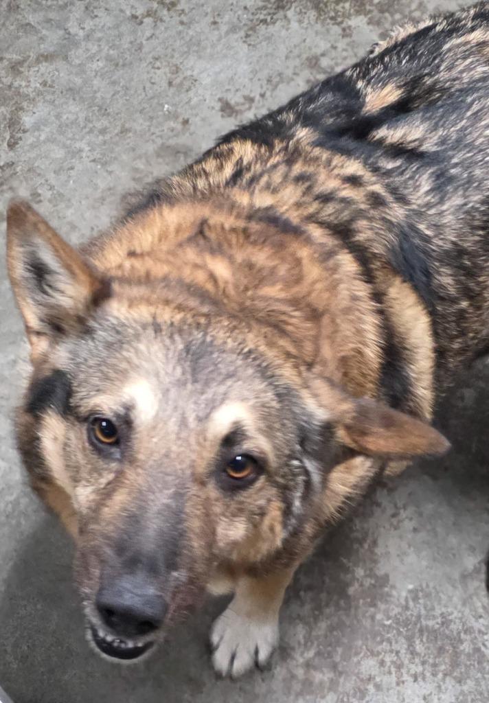 Buttercup, Adoptable, Adult Female German Shepherd Dog.