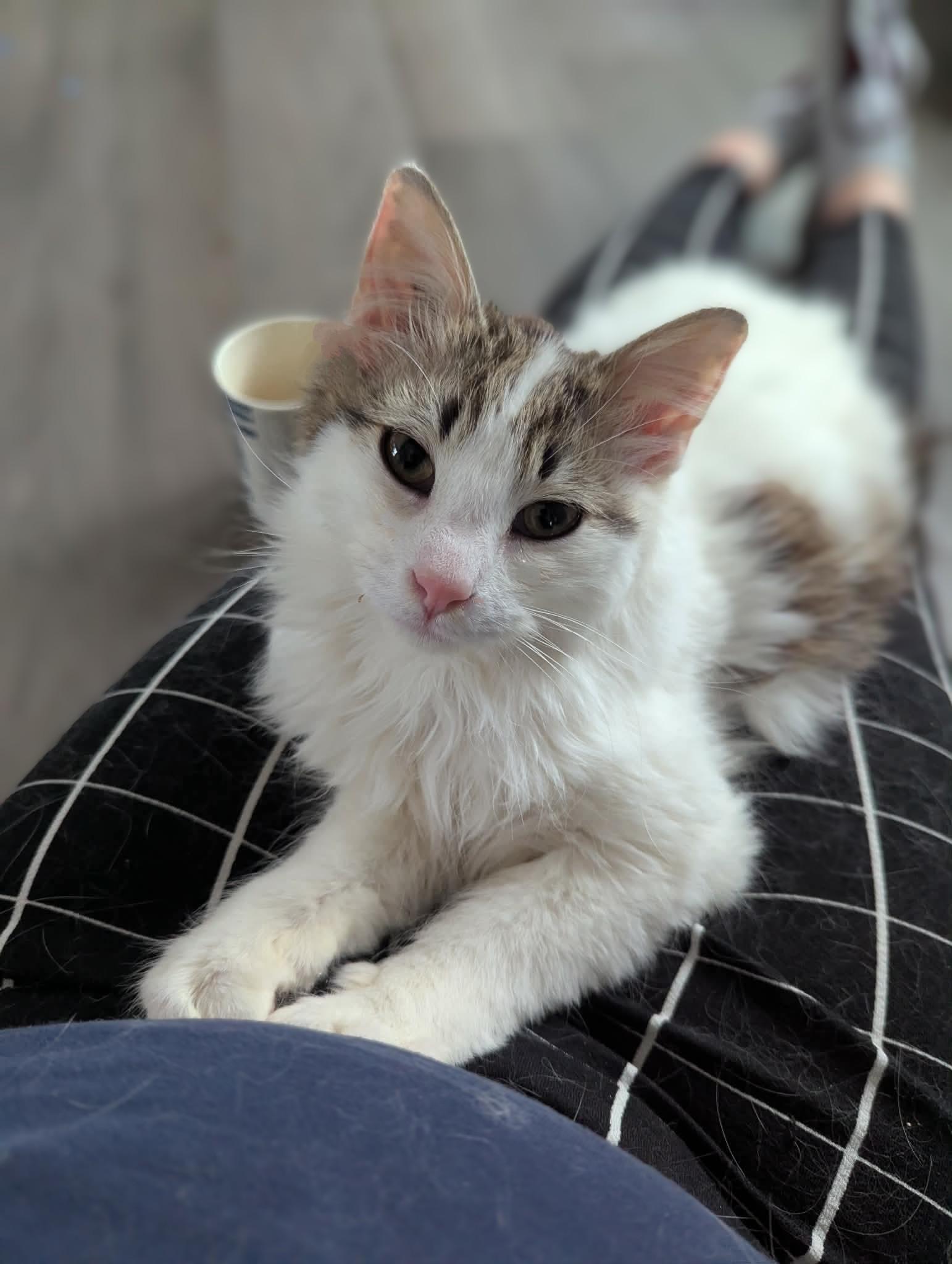 Grommet, ADOPTABLE, Young Male Domestic Medium Hair.
