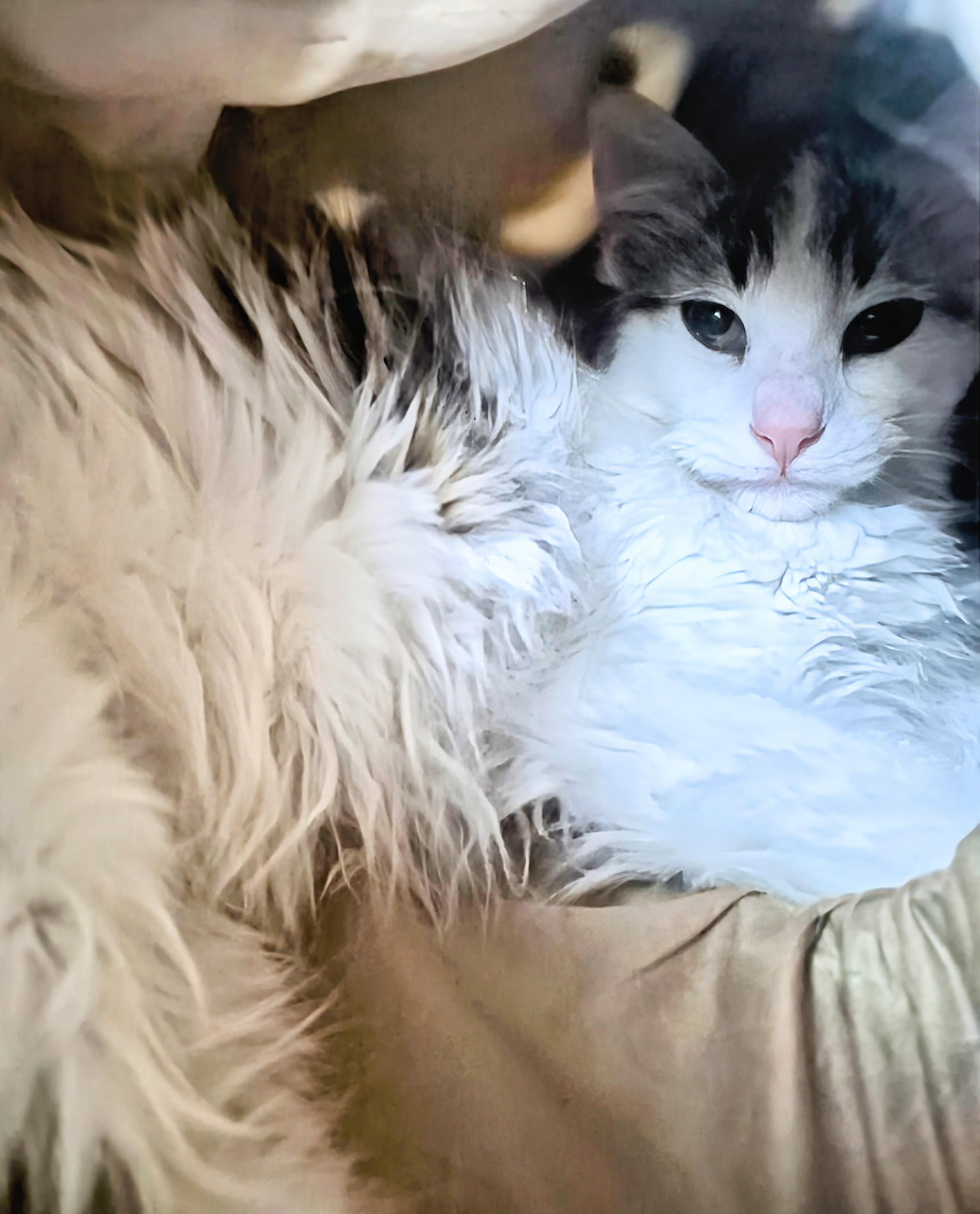 Enlarge Grommet, a ADOPTABLE Domestic Medium Hair in Winnipeg, MB image 2/3