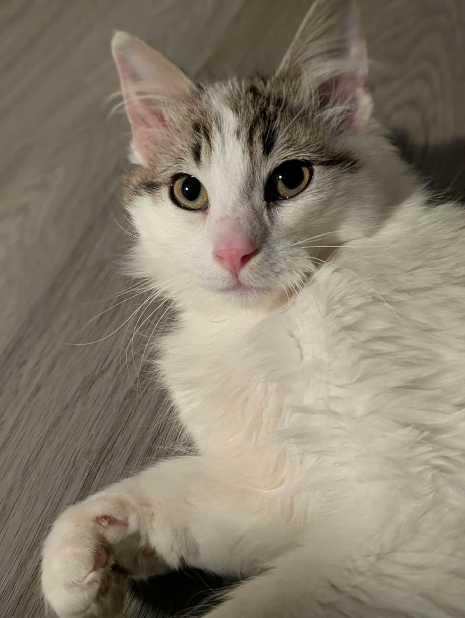Enlarge Grommet, a ADOPTABLE Domestic Medium Hair in Winnipeg, MB image 3/3