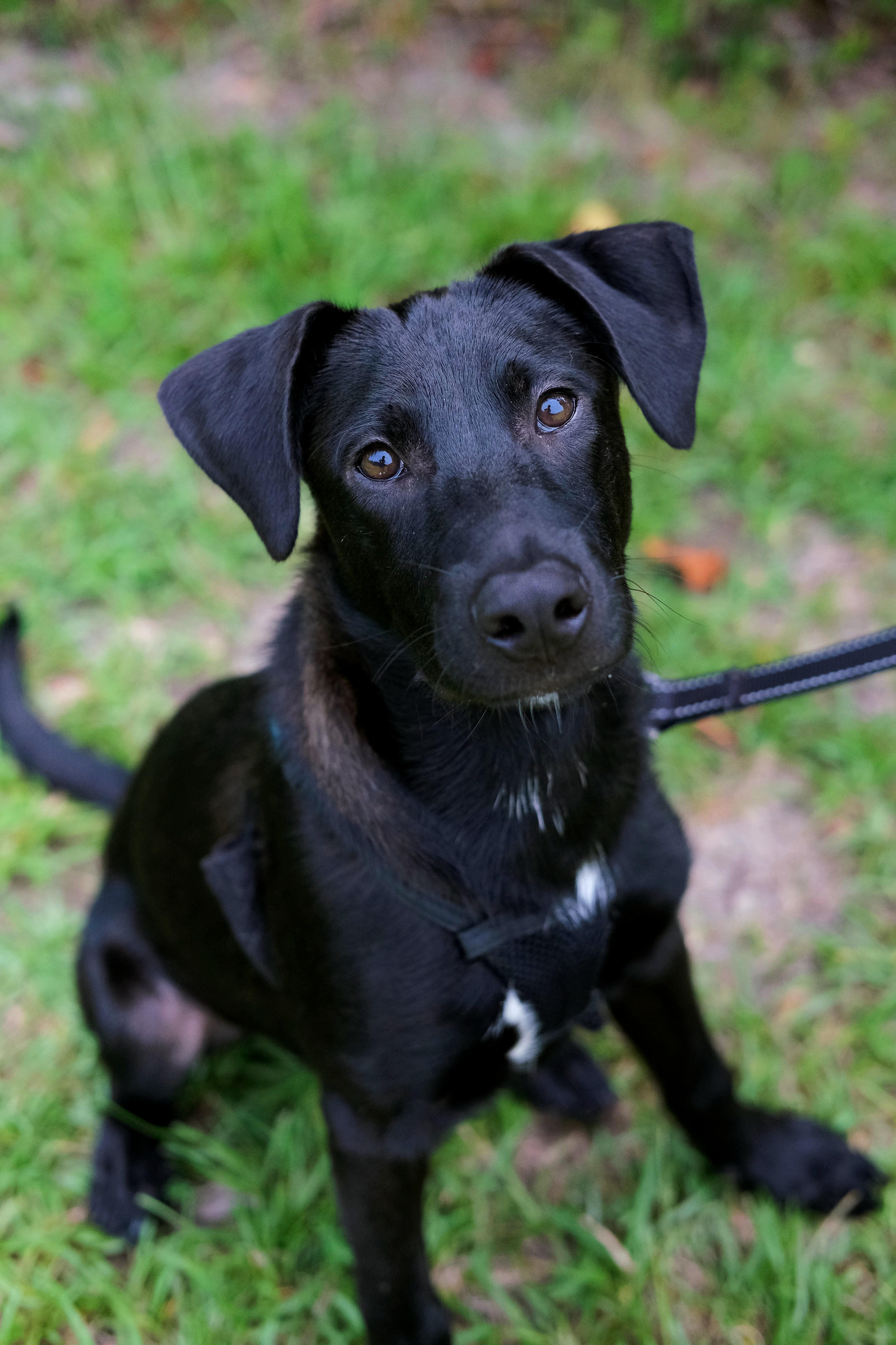 Hawk, Adoptable, Puppy Male Pit Bull Terrier & Labrador Retriever.