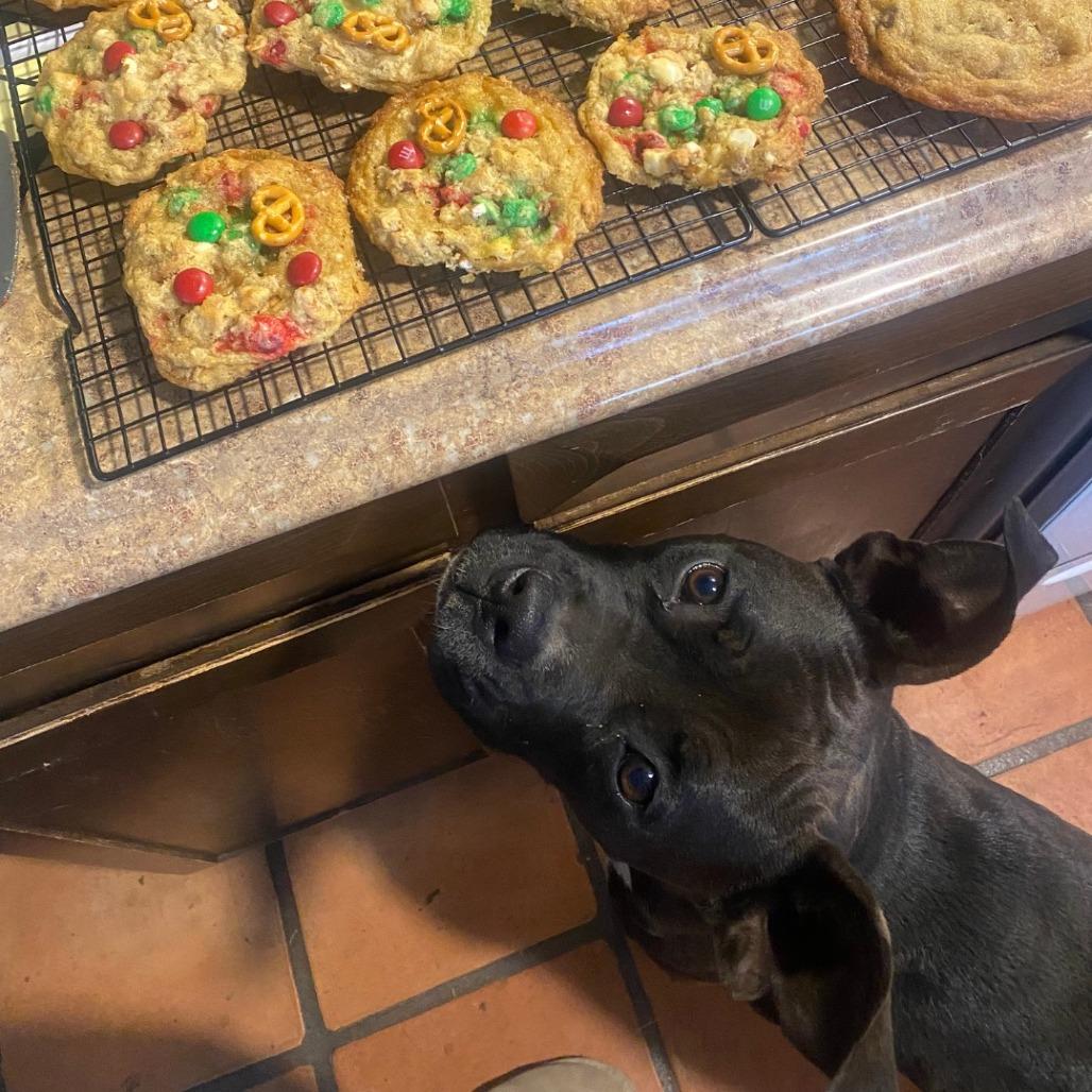 Security - sweet Boxer girl, good with kids! Adopt $50!, a Adoptable mixed breed in Flagstaff, AZ image 3/5