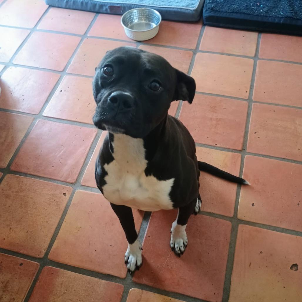 Security - sweet Boxer girl, good with kids! Adopt $50!, a Adoptable mixed breed in Flagstaff, AZ image 4/5