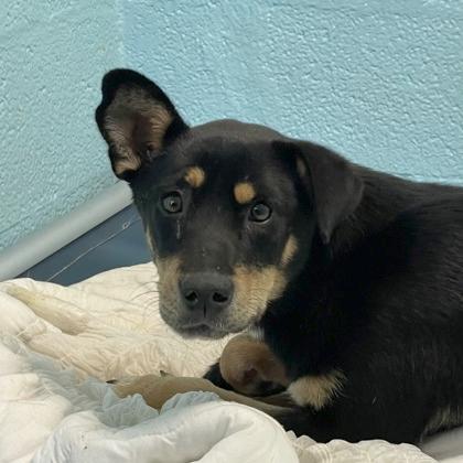 Enlarge Taylor, a Adoptable mixed breed in Flagstaff, AZ image 1/1