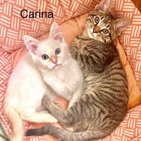 Orion and Carina, Young Female unknown
