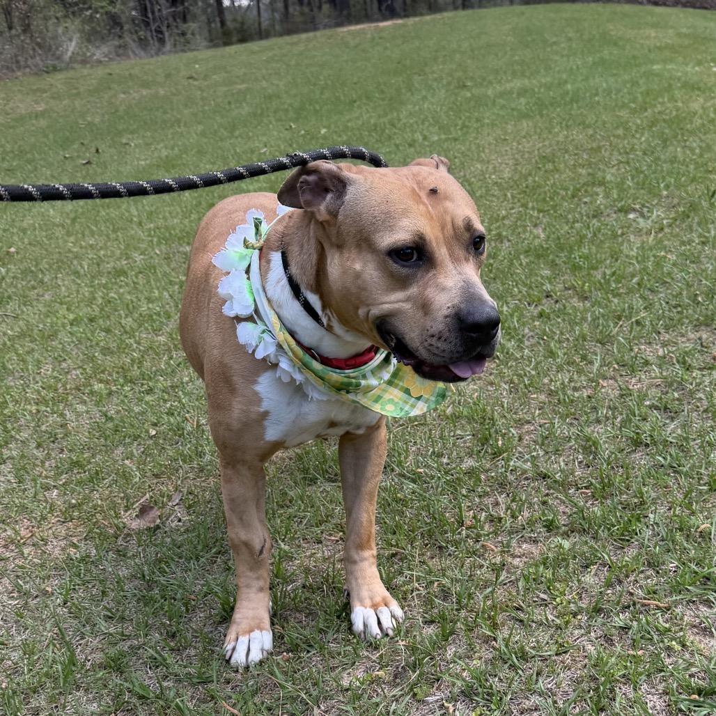 Enlarge Faith, a Adoptable mixed breed in Palestine, TX image 1/5