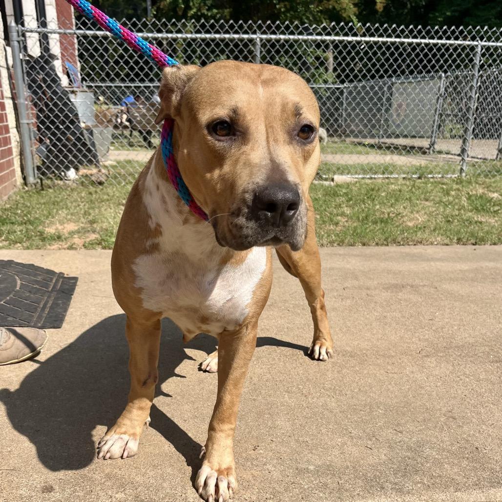 Enlarge Faith, a Adoptable mixed breed in Palestine, TX image 1/4