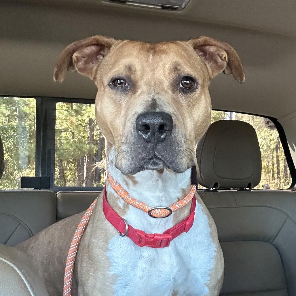 Enlarge Faith, a Adoptable mixed breed in Palestine, TX image 3/4