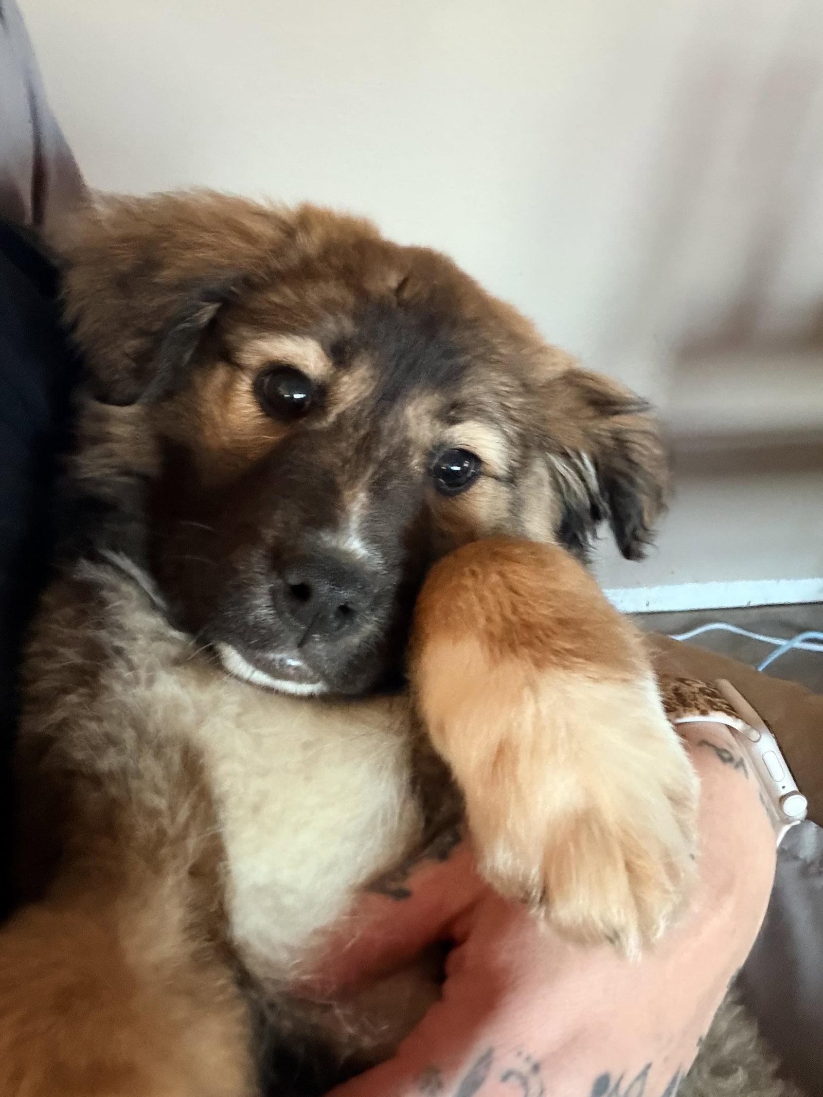 Patti, Adoptable, Puppy Female Shepherd & Great Pyrenees.