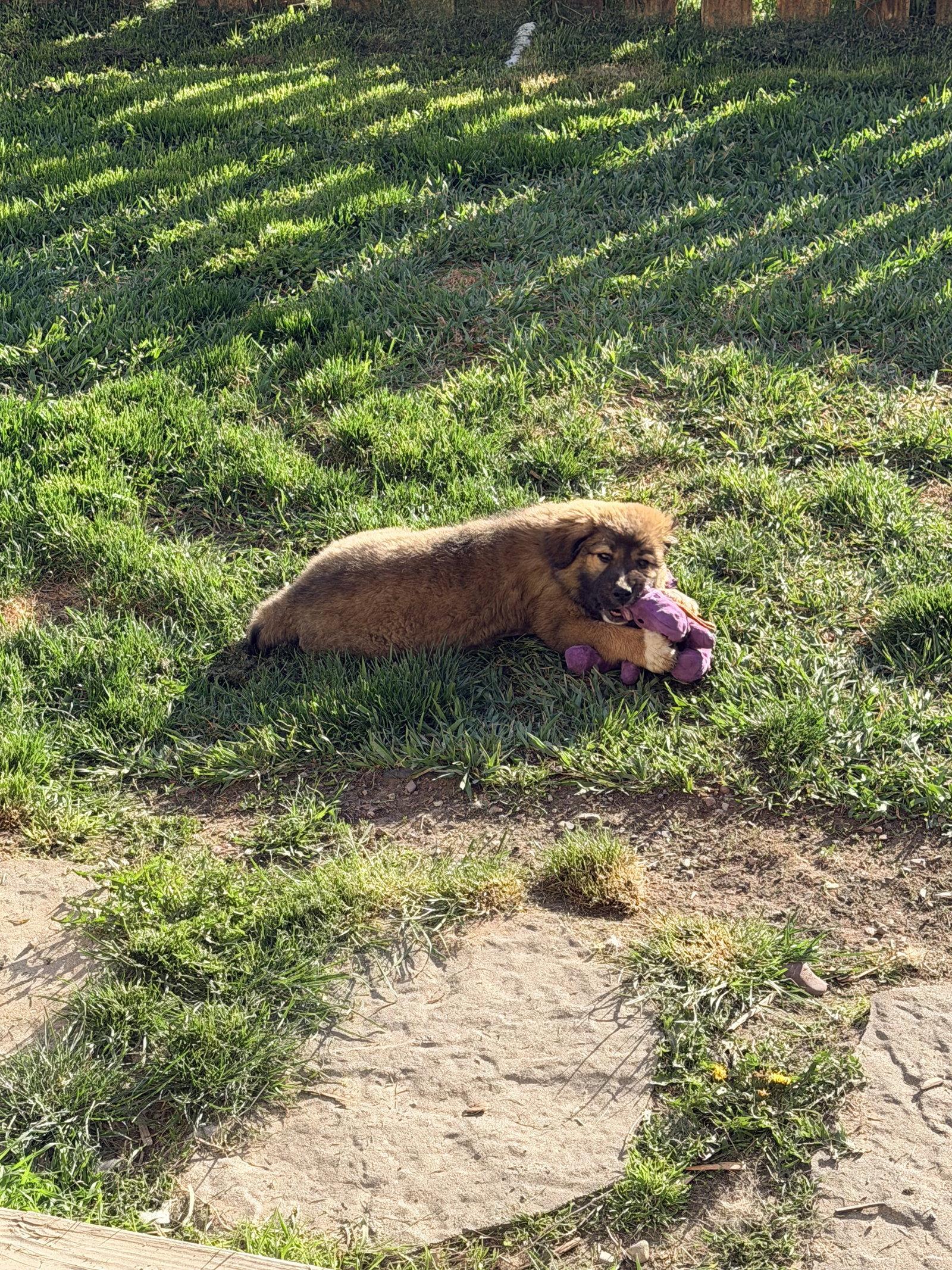 Enlarge Patti, a Adoptable mixed breed in Polson, MT image 2/3