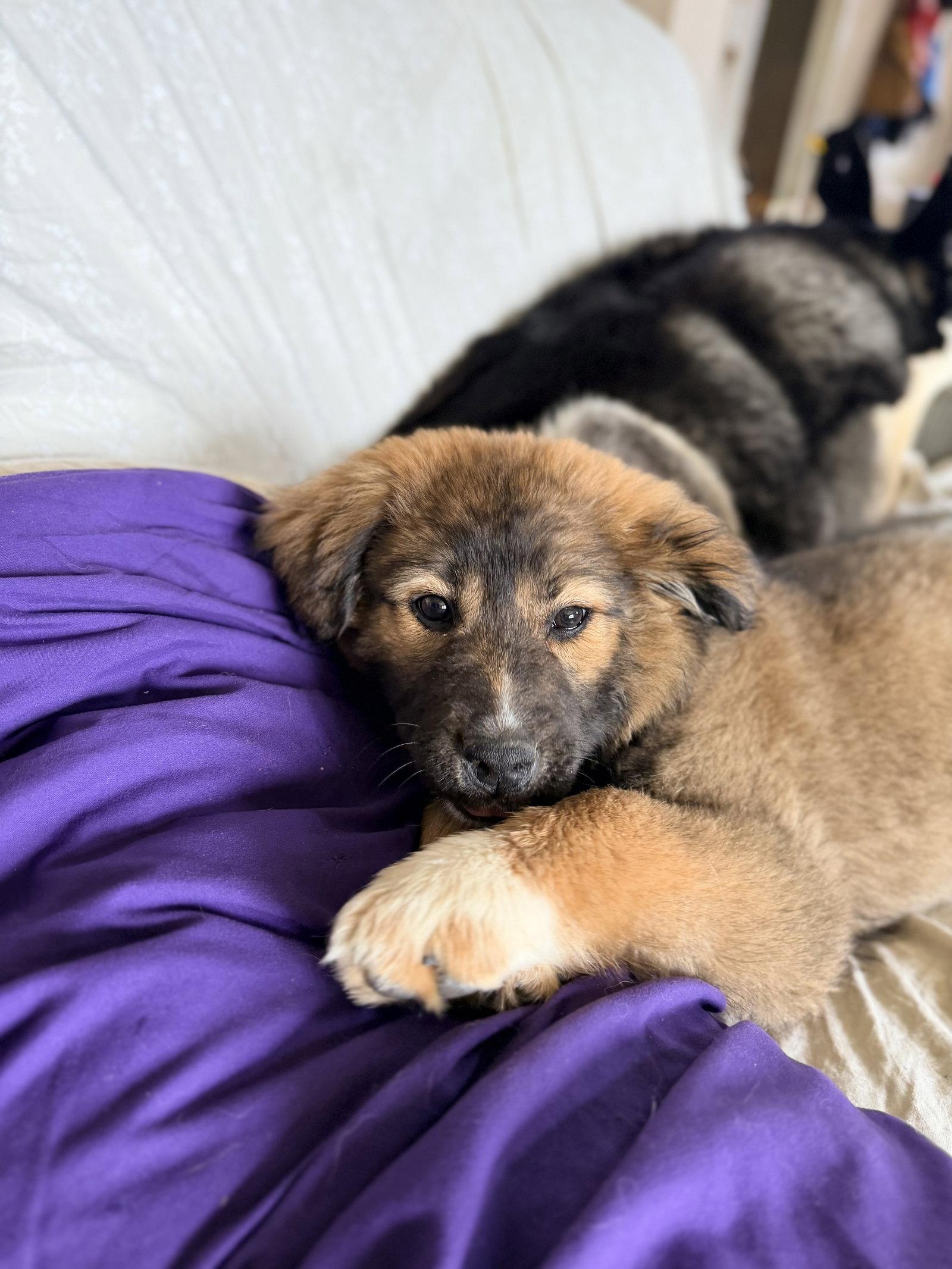 Enlarge Patti, a Adoptable mixed breed in Polson, MT image 3/3