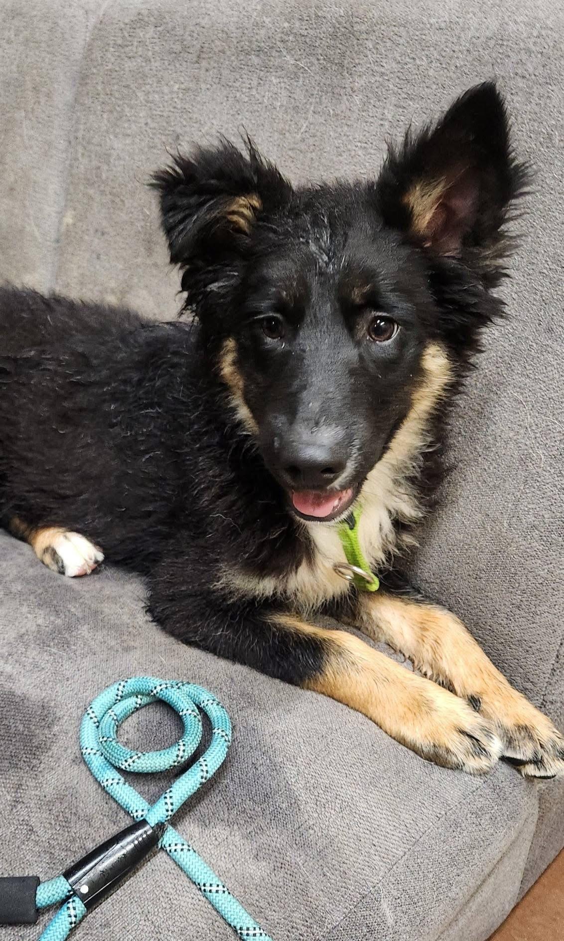 Enlarge Bruno, an adoptable mixed breed in Langley, BC image 2/5