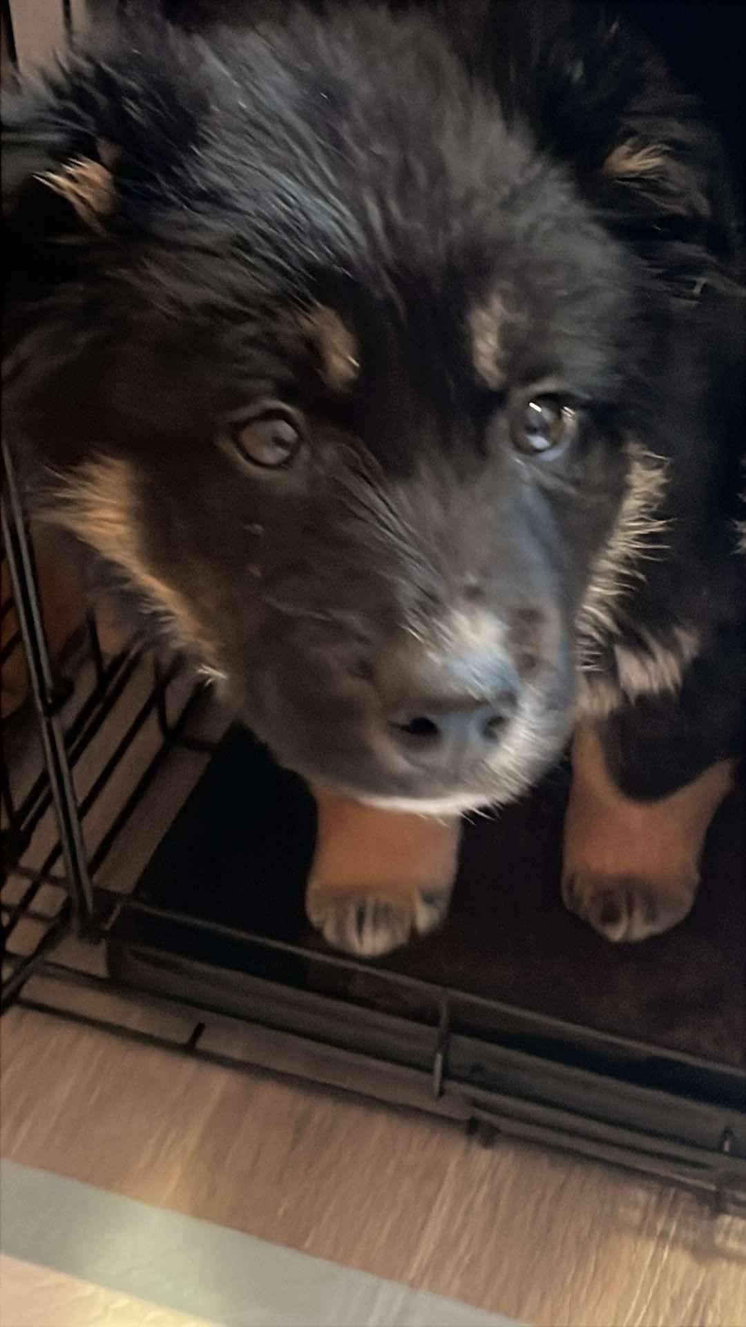 Enlarge Bruno, an adoptable mixed breed in Langley, BC image 5/5