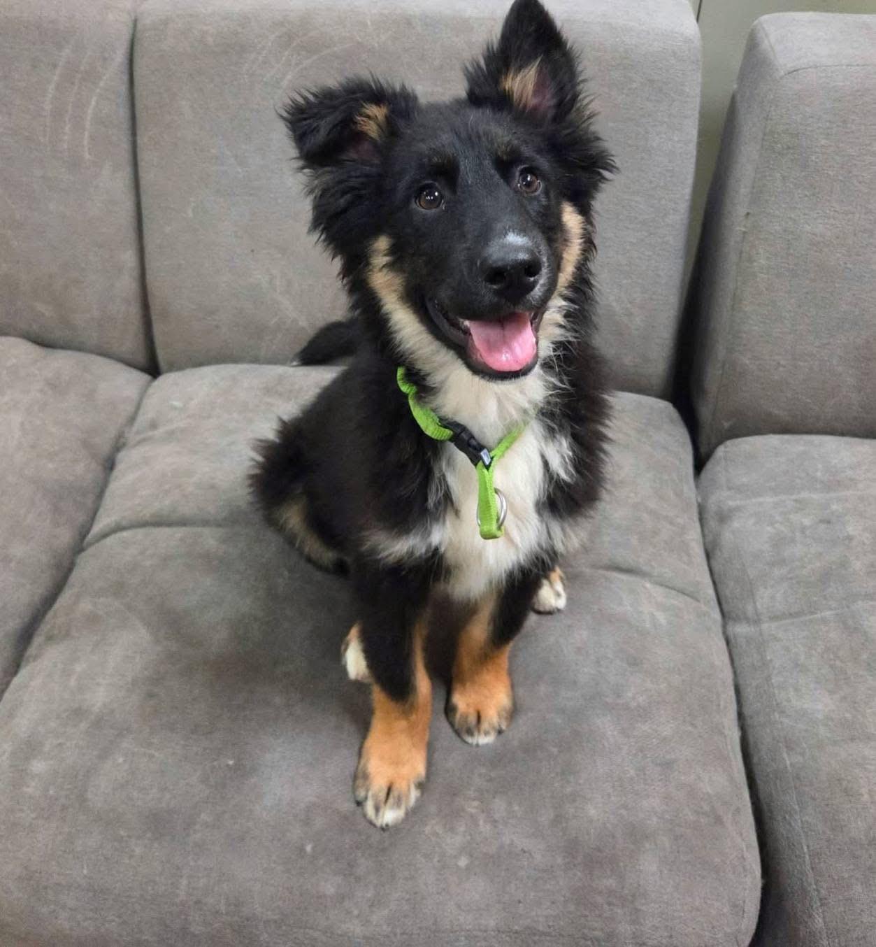 Bruno, adoptable, Puppy Male Australian Shepherd.