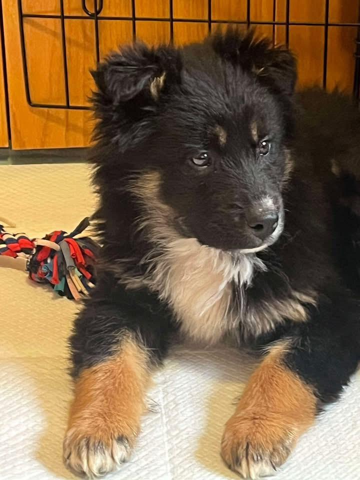 Enlarge Bruno, an adoptable mixed breed in Langley, BC image 4/5