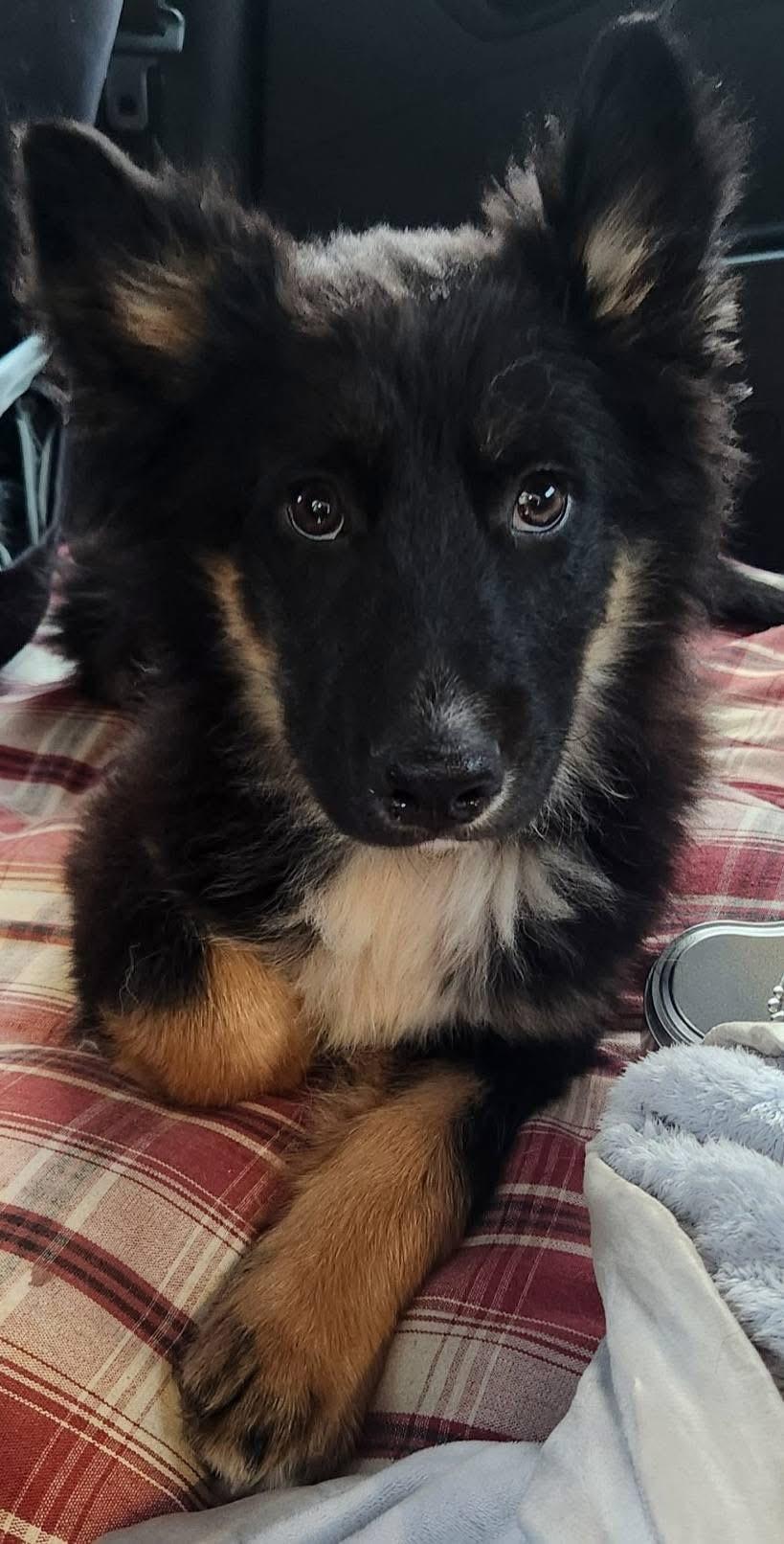 Enlarge Bruno, an adoptable mixed breed in Langley, BC image 3/5