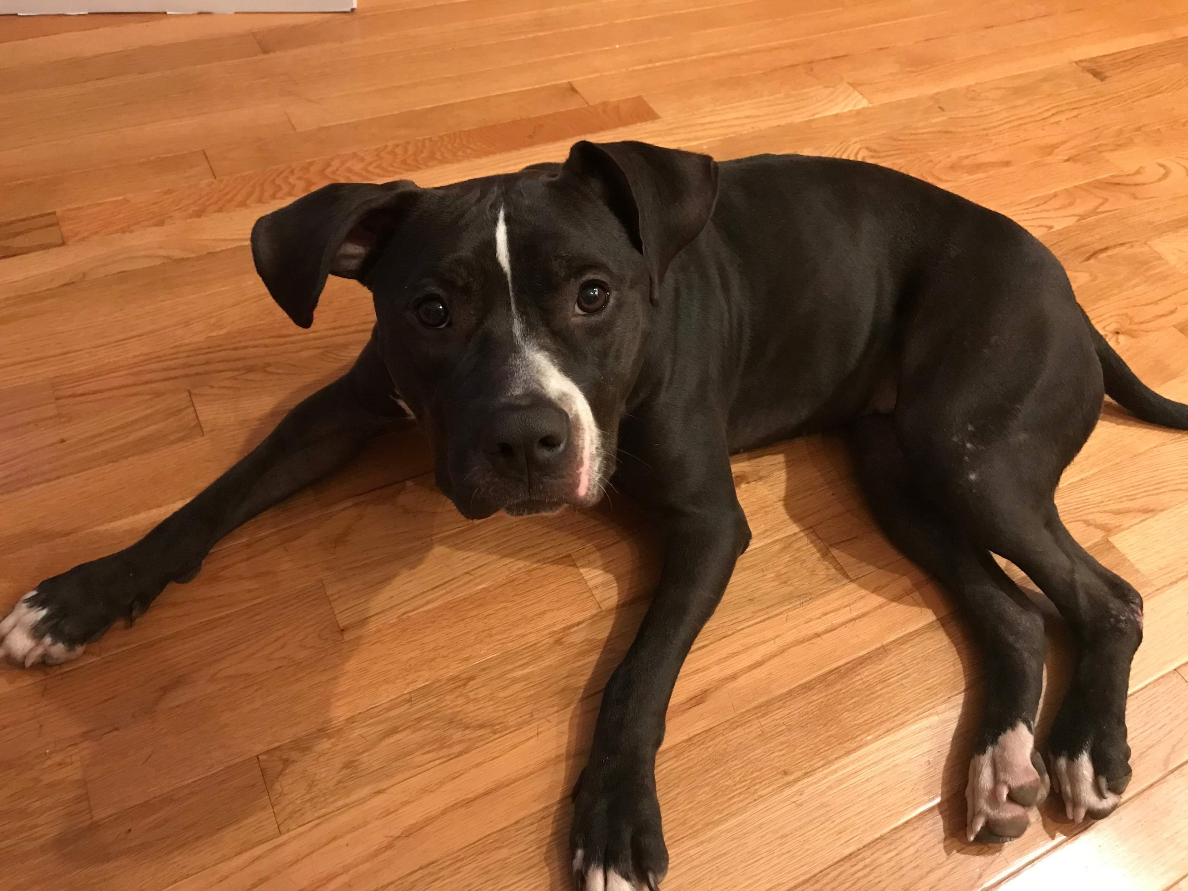 Trixie , a Adoptable Mixed Breed in Oxford, MS image 1/4