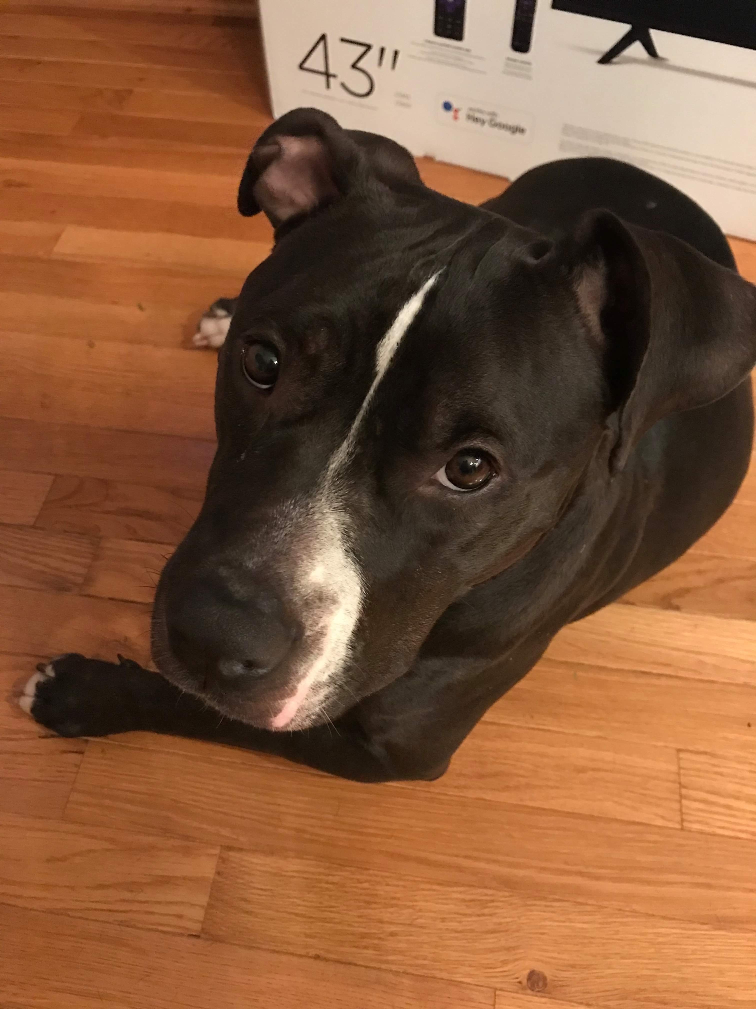 Trixie , Adoptable, Adult Female Mixed Breed.