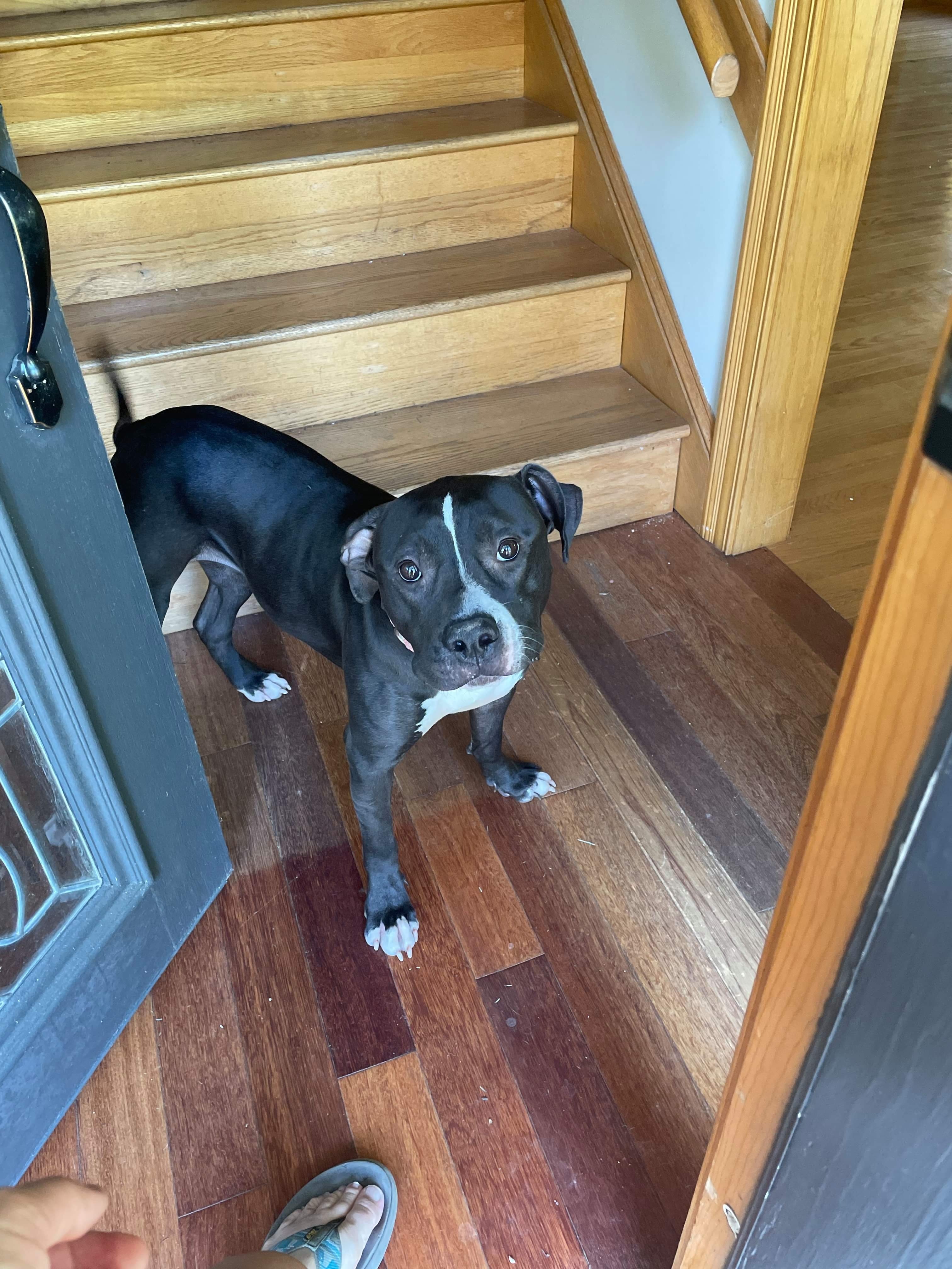 Trixie , a Adoptable Mixed Breed in Oxford, MS image 3/4