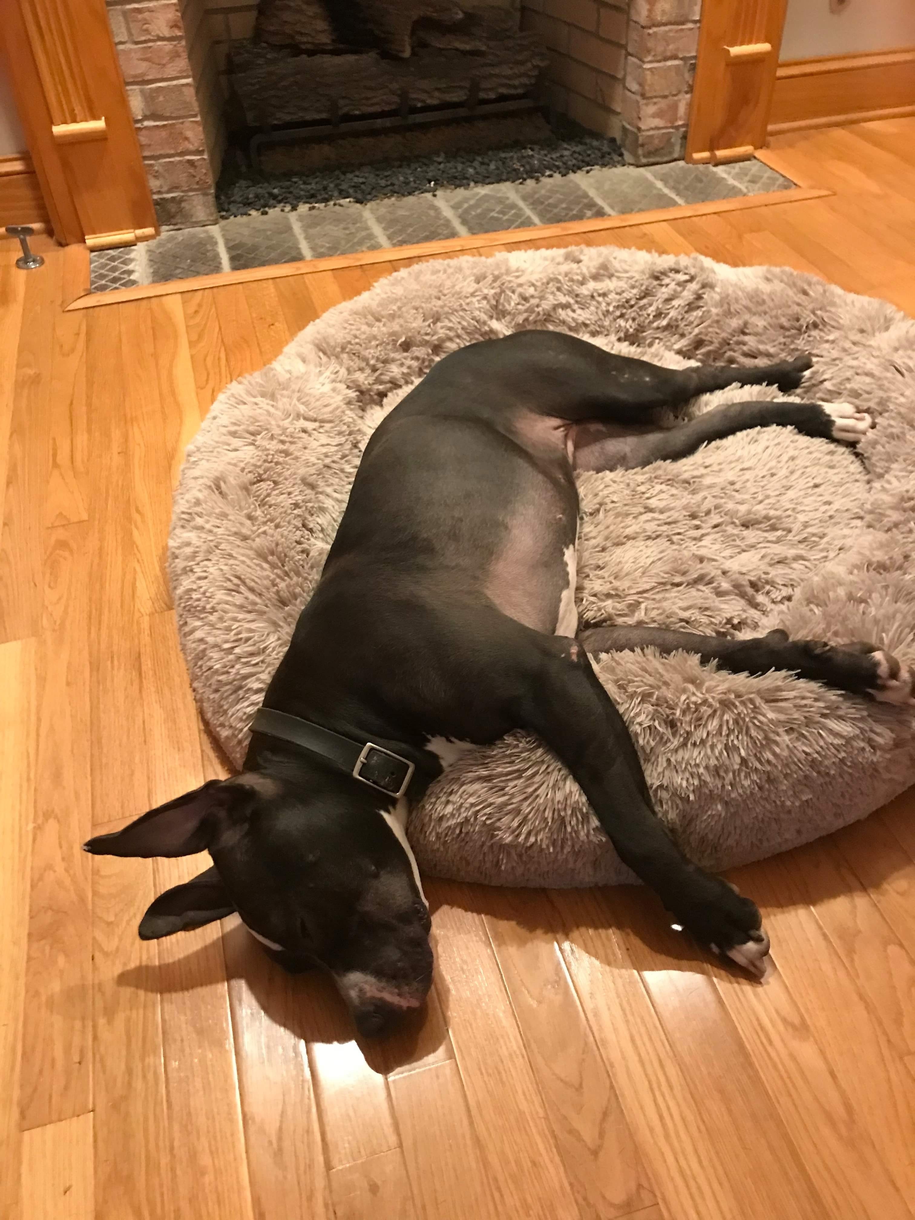 Trixie , a Adoptable Mixed Breed in Oxford, MS image 4/4