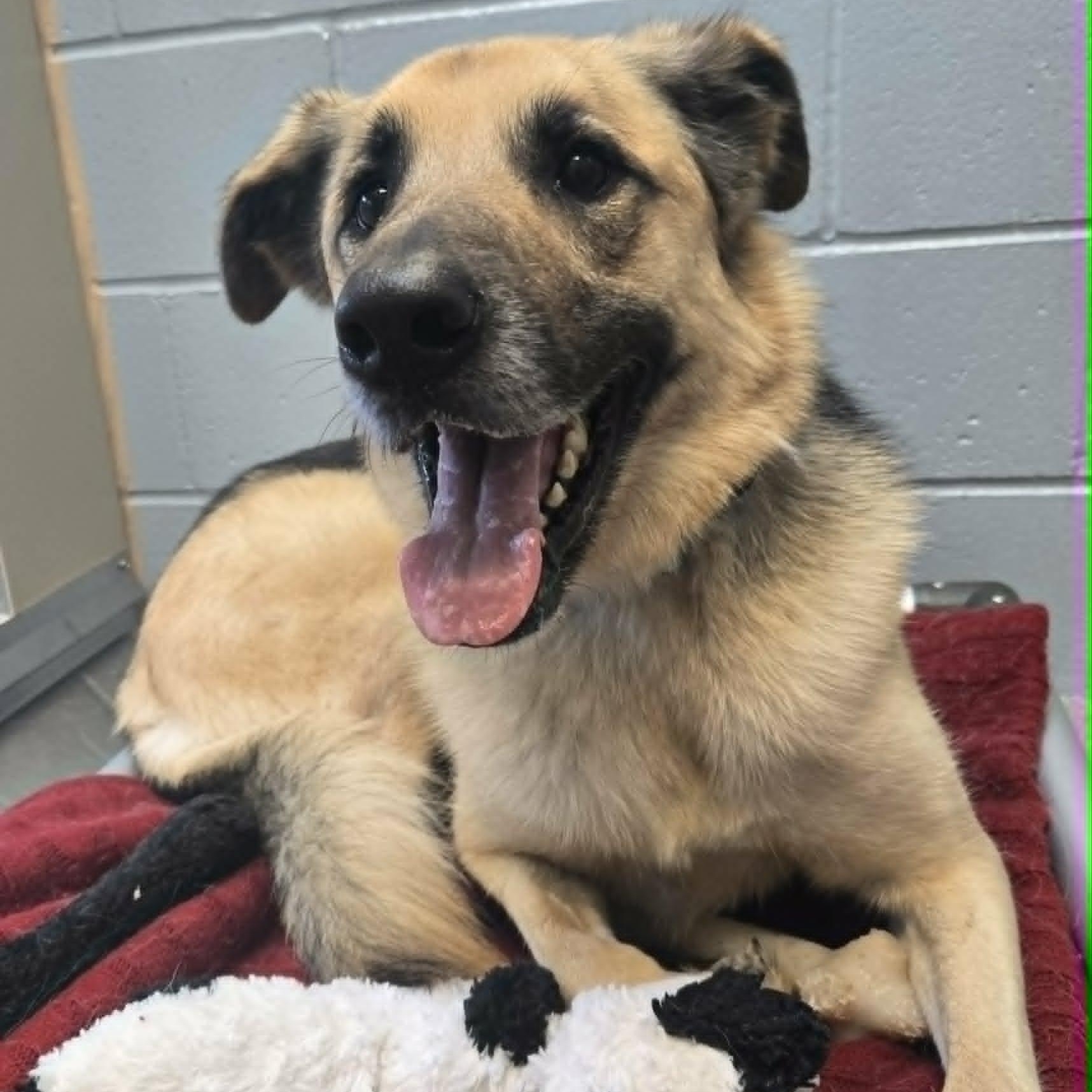 Bandit, a ADOPTABLE mixed breed in Watertown, WI image 3/5