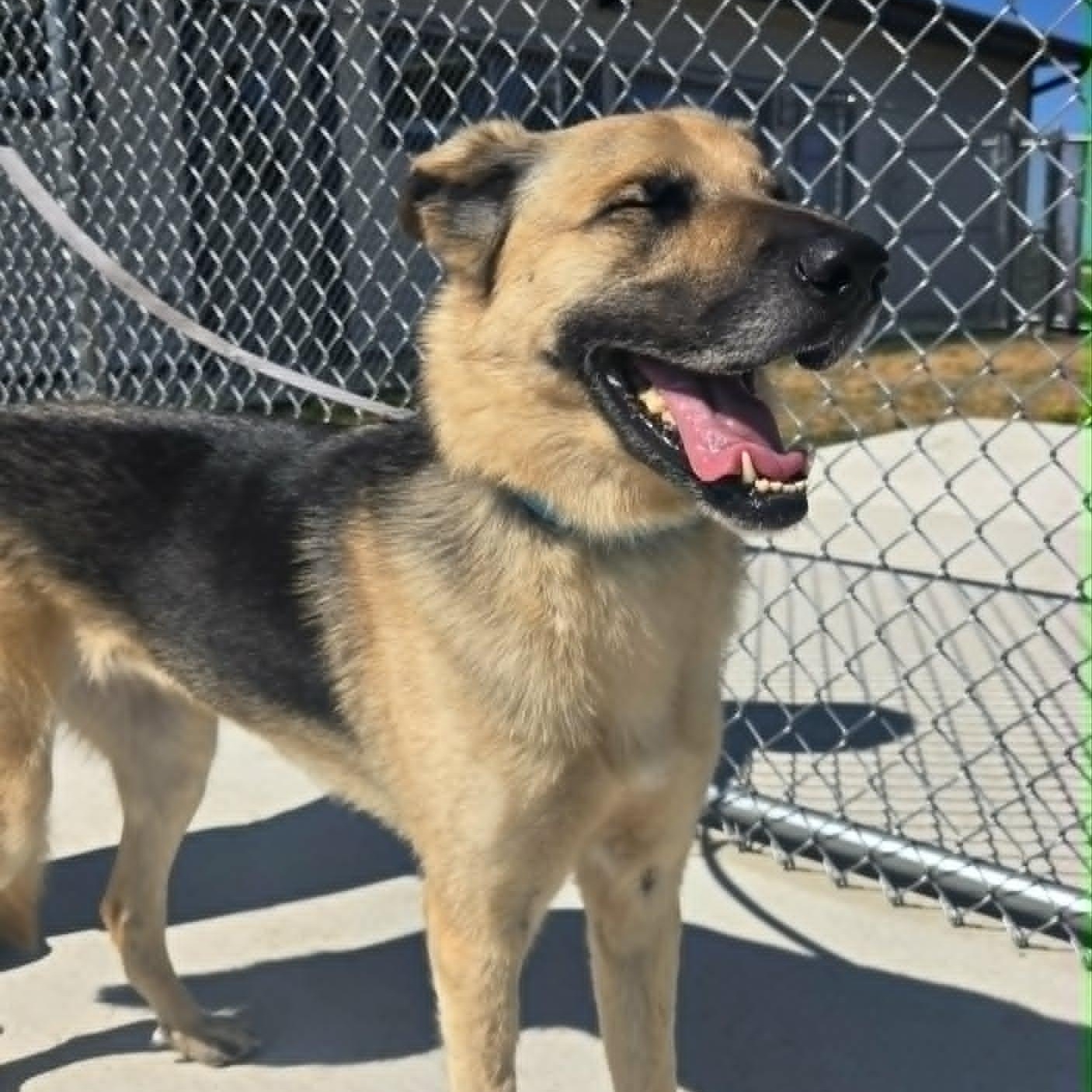 Bandit, a ADOPTABLE mixed breed in Watertown, WI image 5/5