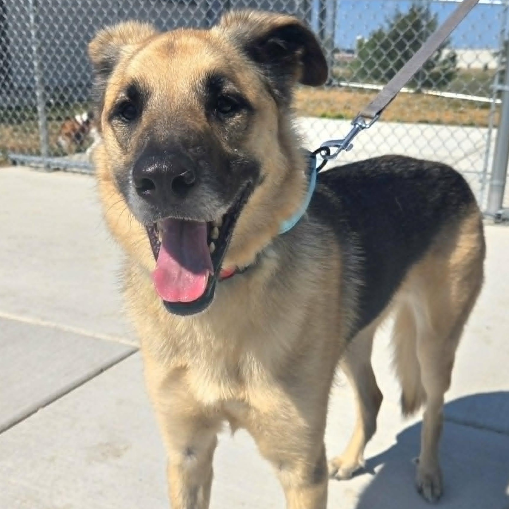 Bandit, ADOPTABLE, Young Female German Shepherd Dog & Husky.