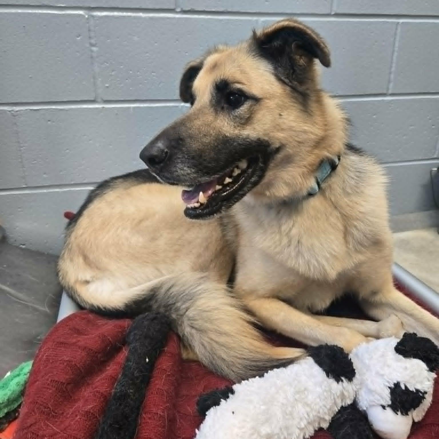 Bandit, a ADOPTABLE mixed breed in Watertown, WI image 4/5