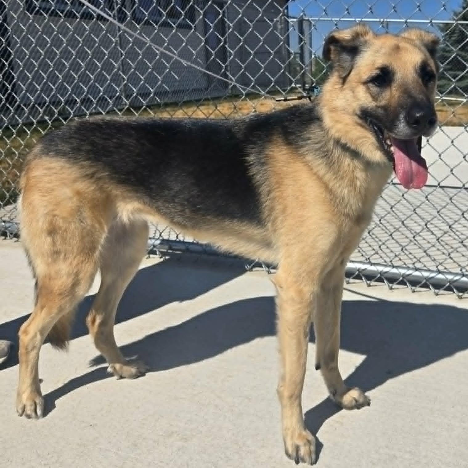 Bandit, a ADOPTABLE mixed breed in Watertown, WI image 2/5