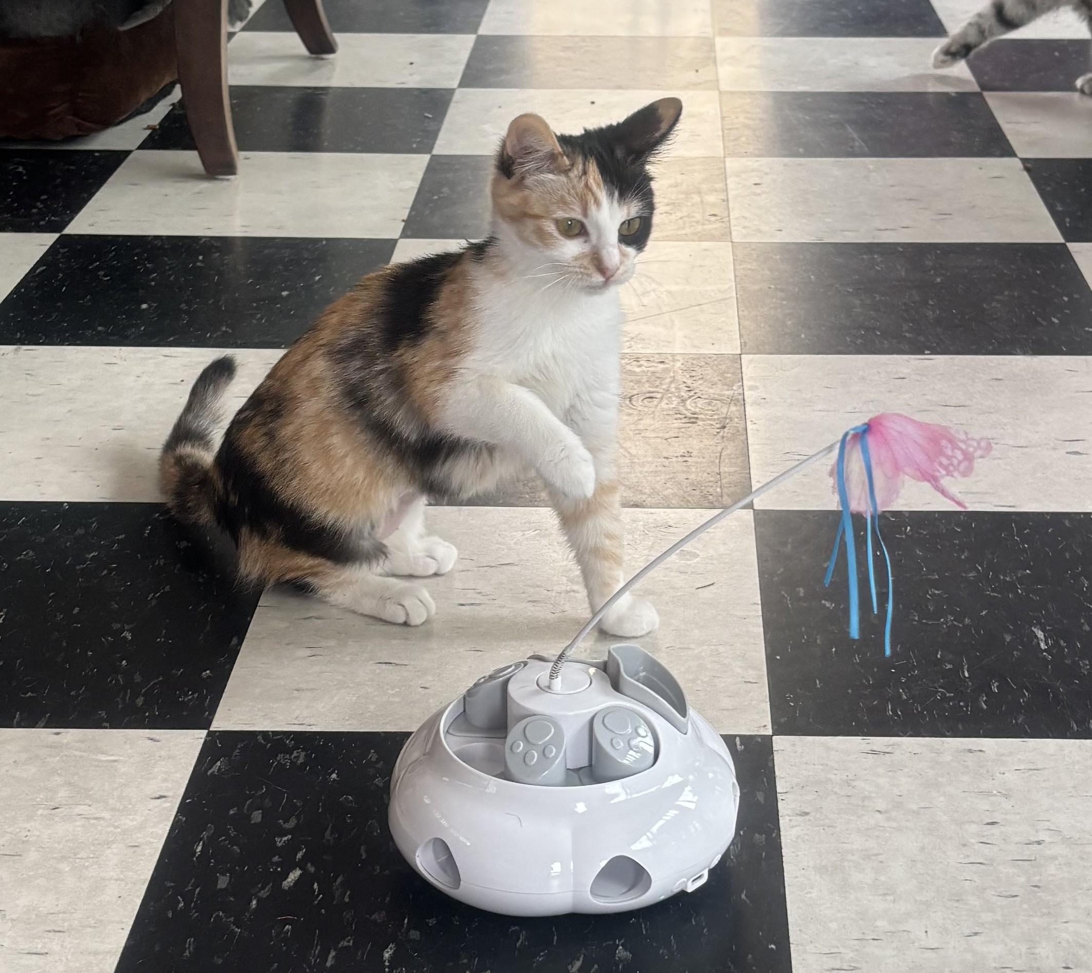 Enlarge Honey, an adopted Calico in Whittier, CA image 5/5