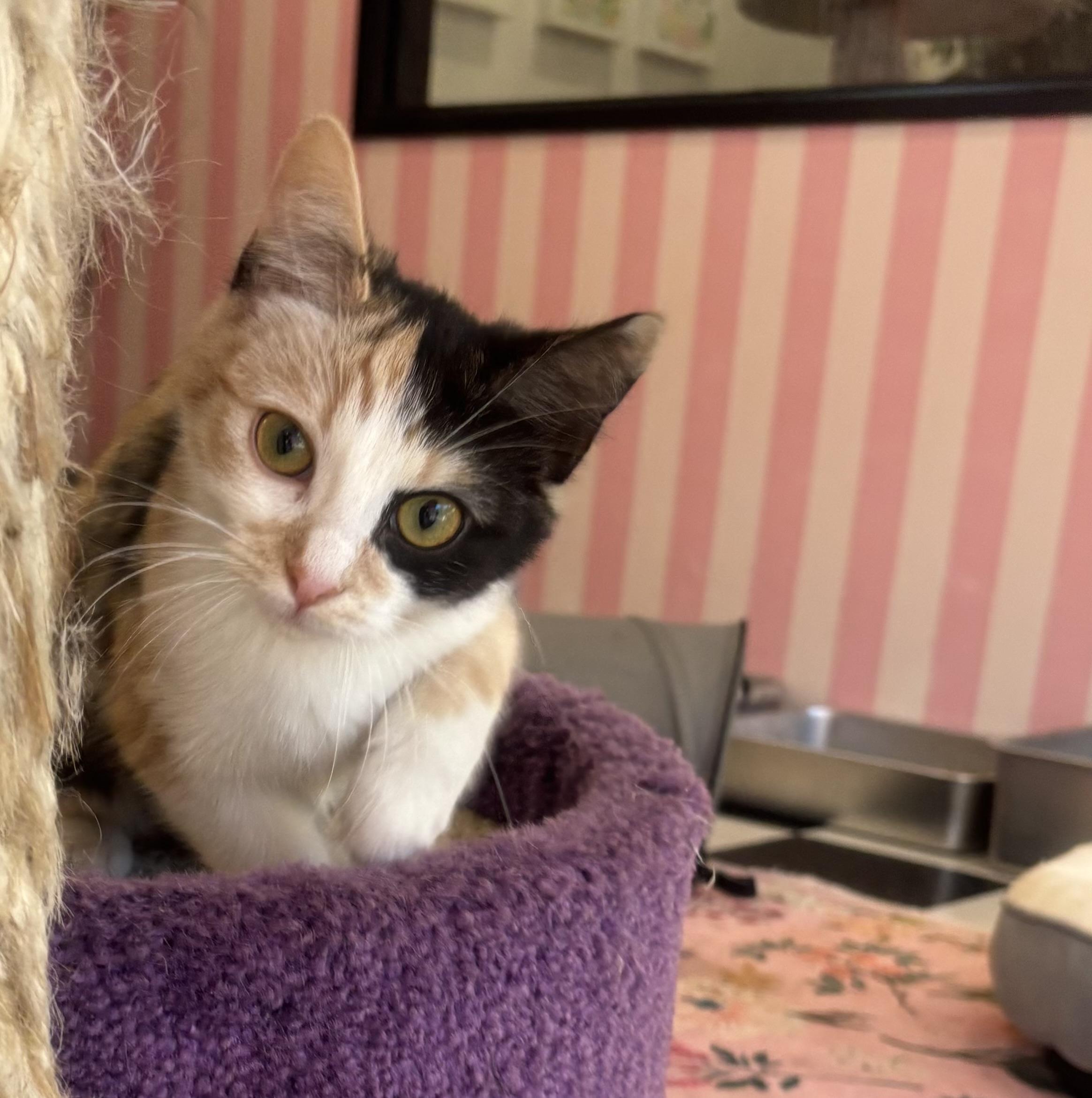 Enlarge Honey, an adopted Calico in Whittier, CA image 1/5