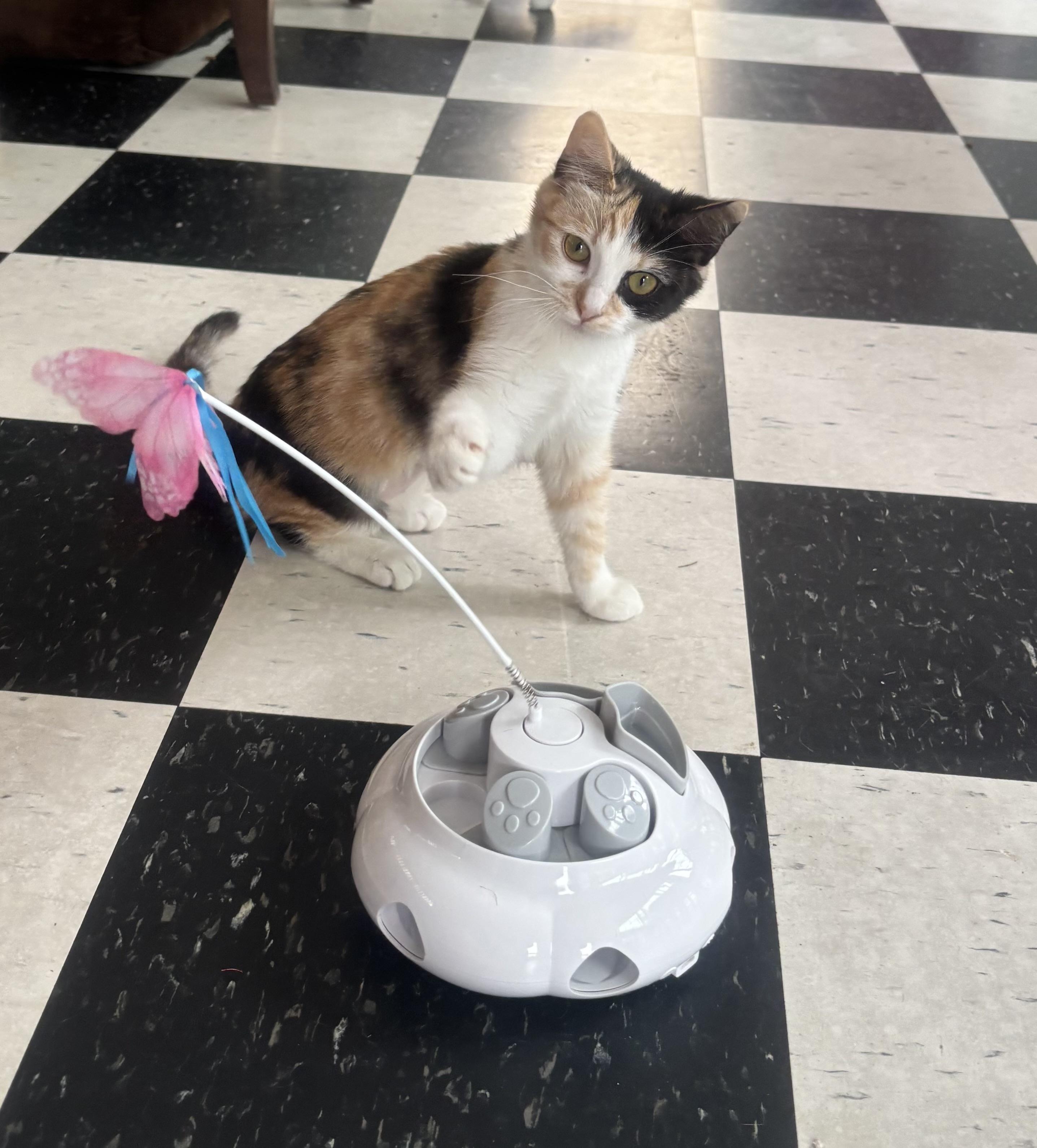 Enlarge Honey, an adopted Calico in Whittier, CA image 4/5