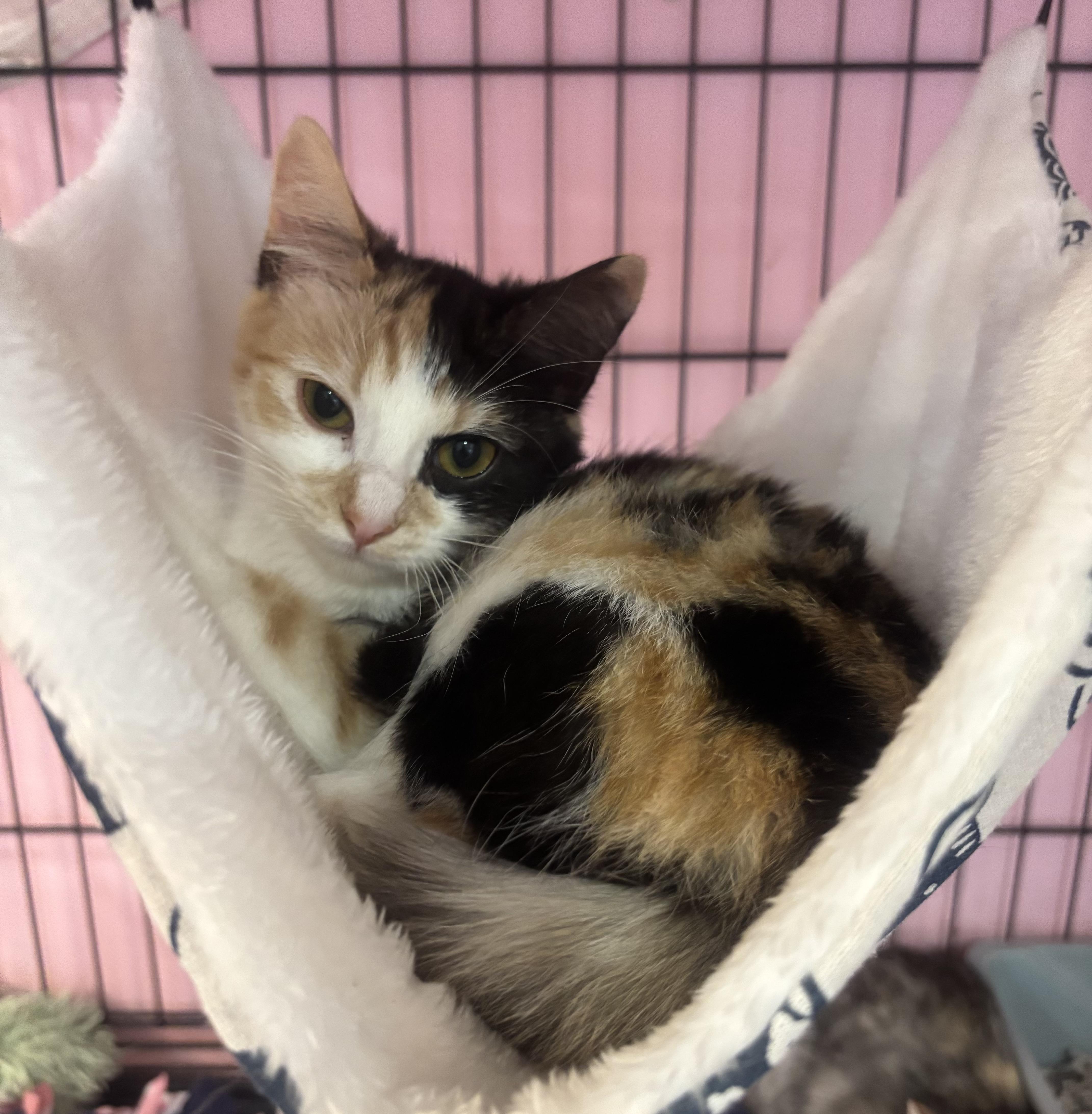 Enlarge Honey, an adopted Calico in Whittier, CA image 2/5