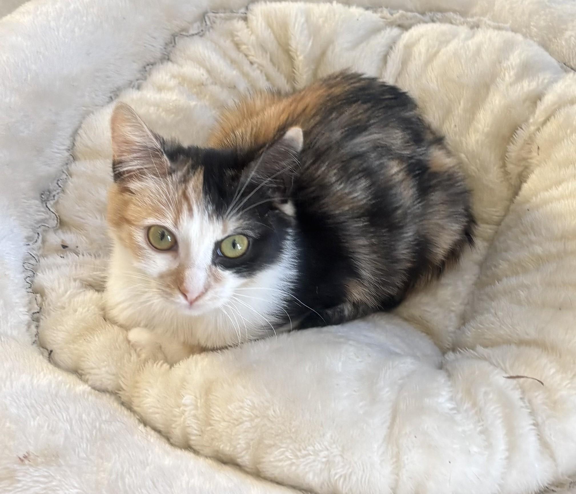 Enlarge Honey, an adopted Calico in Whittier, CA image 3/5
