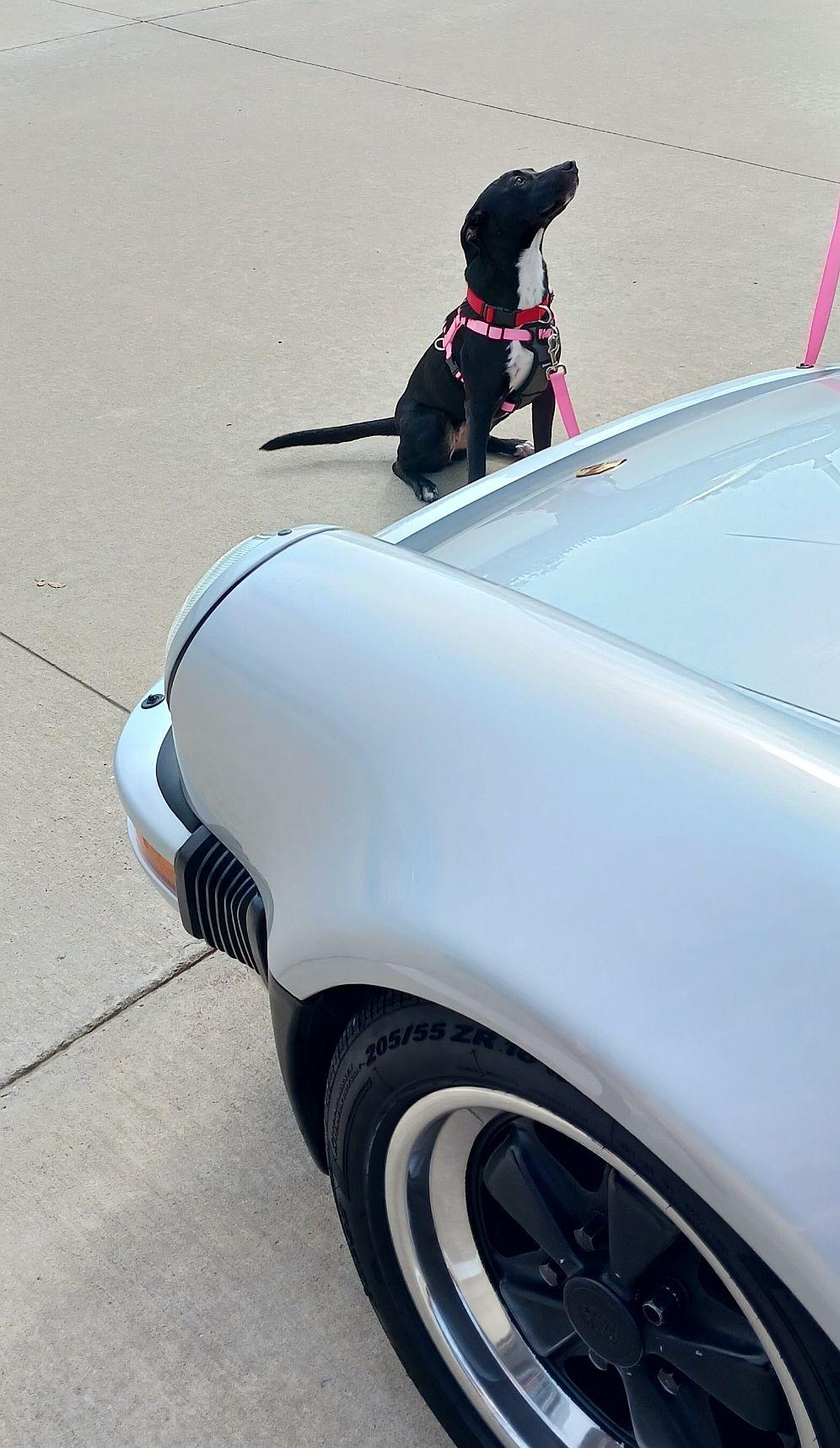 Enlarge Jessi, a Adoptable mixed breed in Monticello, MS image 2/3