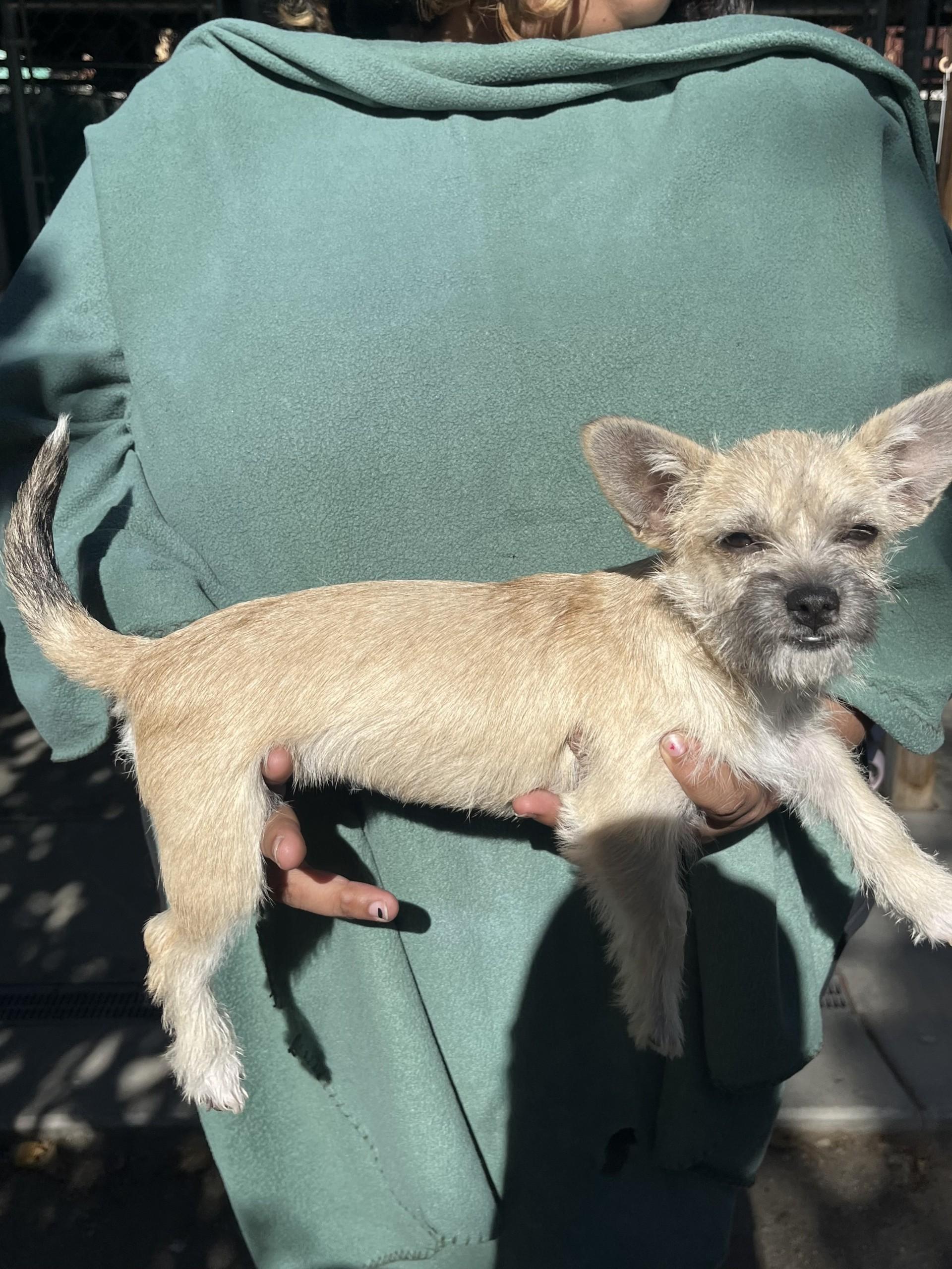 BABY DAISY photo 2