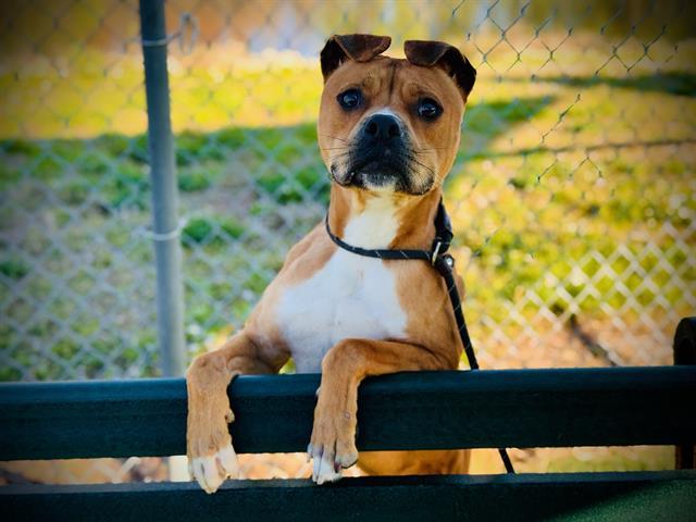 JACOB, Adoptable, Young Male Pit Bull Terrier.