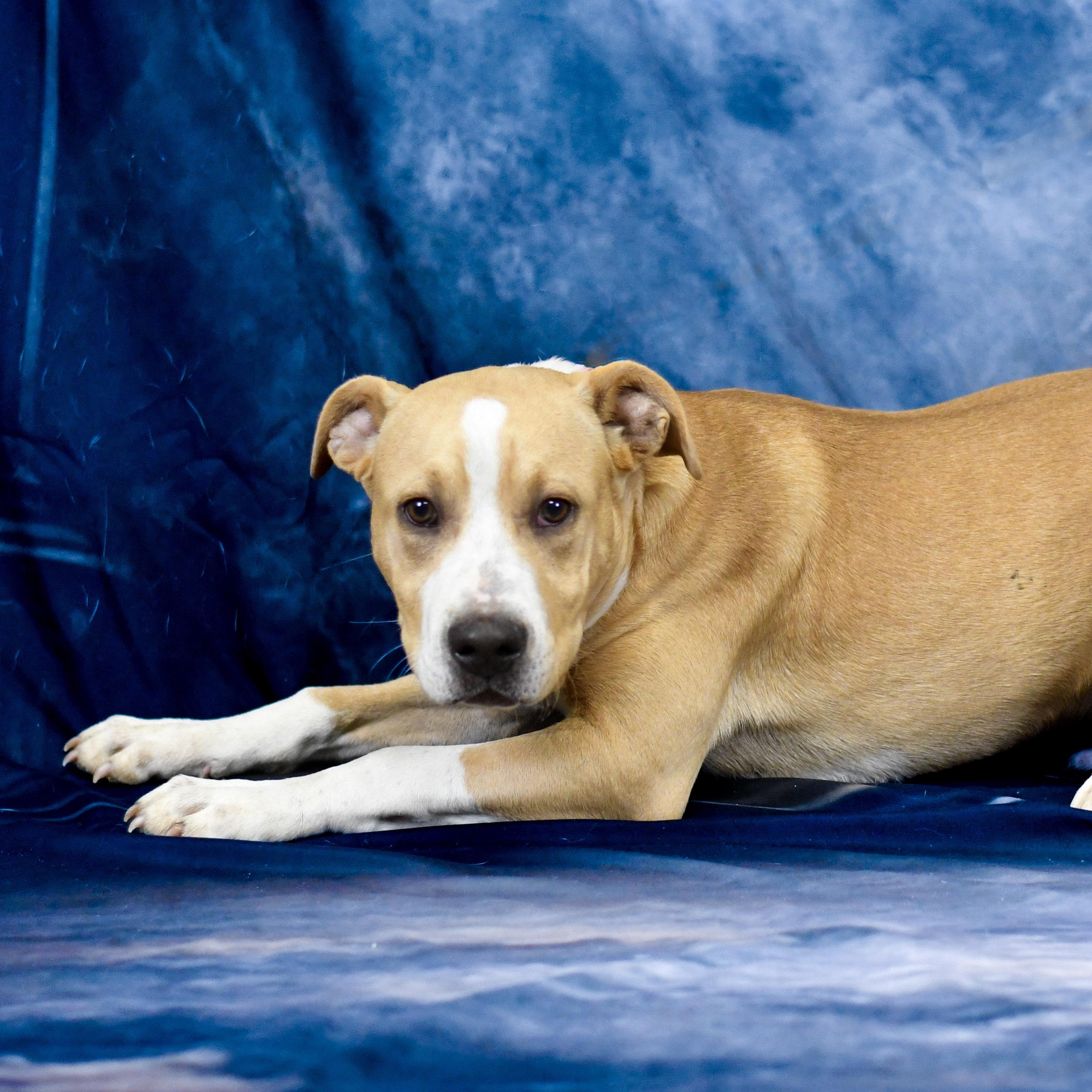 Enlarge Fernando, an adopted mixed breed in Defuniak Springs, FL image 1/1
