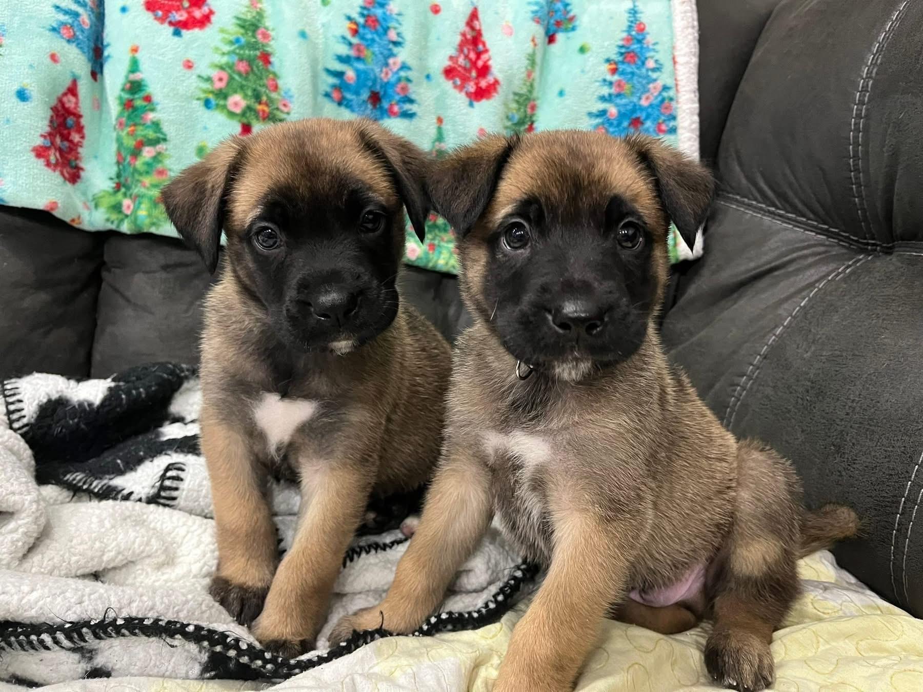 Enlarge 3 puppies, a ADOPTABLE mixed breed in Arlington Heights, IL image 1/2