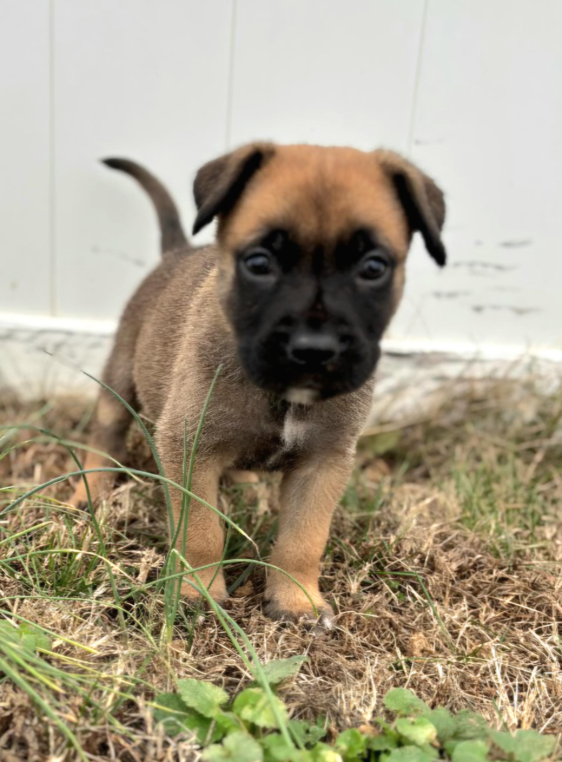 Enlarge 3 puppies, a ADOPTABLE mixed breed in Arlington Heights, IL image 2/2