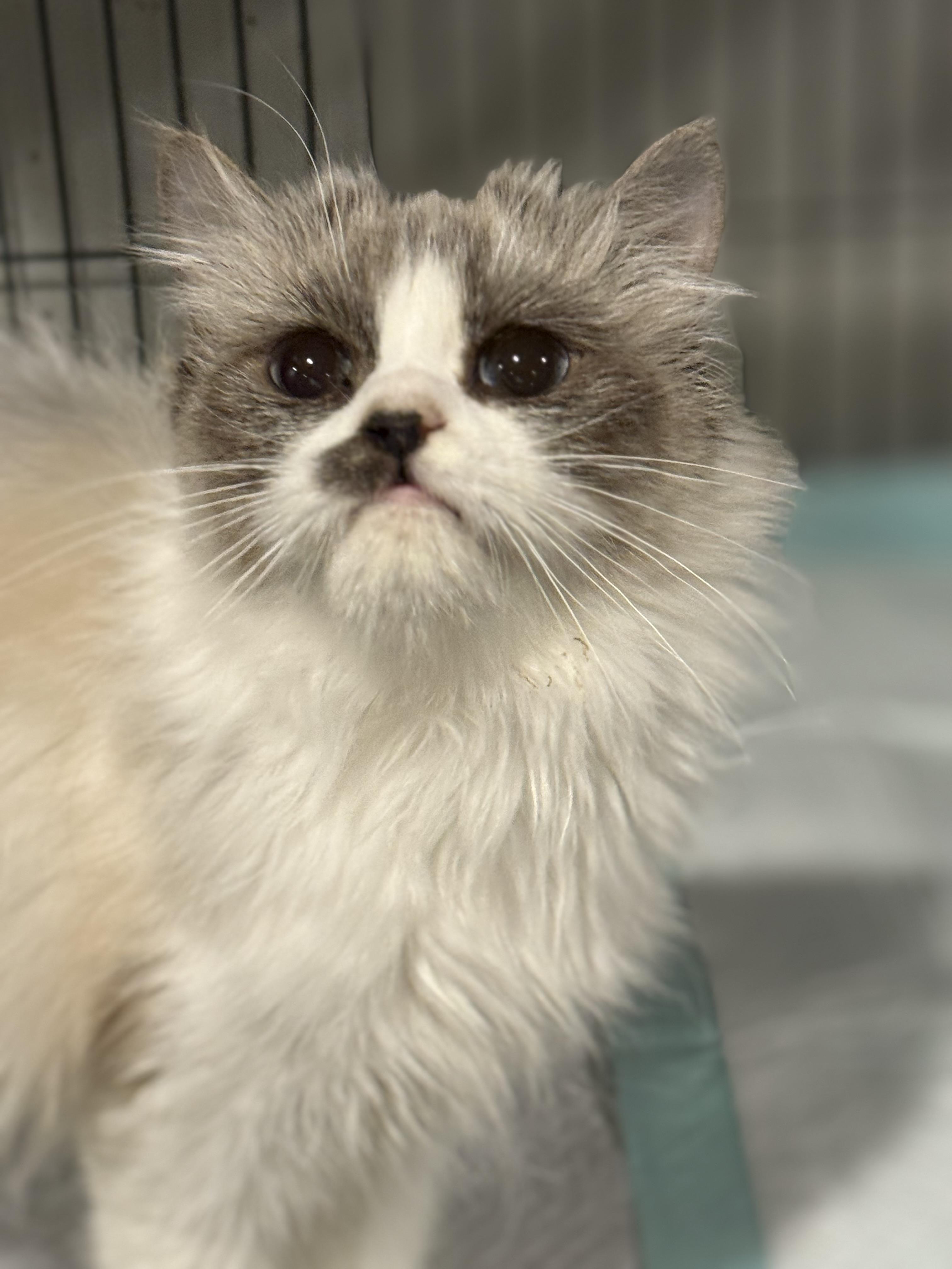 Mocha, an adoptable Ragdoll in Old Bridge, NJ, 08857 | Photo Image 1